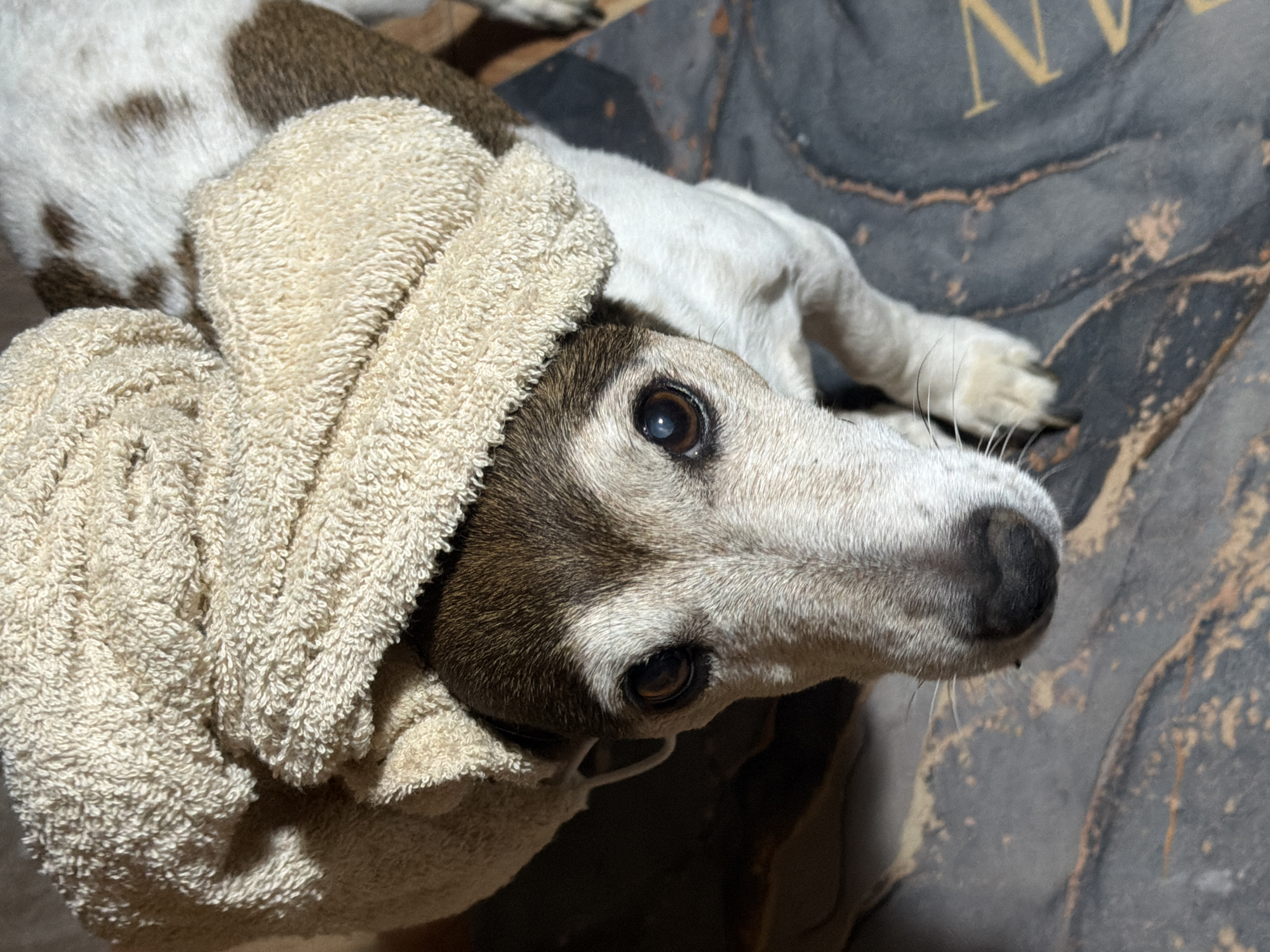 A close-up shot depicts a white and brown dog lying on a grey and brown patterned surface that appears to be a bed or blanket. The dog's head is angled toward the viewer, with its eyes open. A cream-colored towel is draped over its head. The dog is indoors. The information regarding the city of Dubovaya, Russia, is not verifiable from the visual data provided.