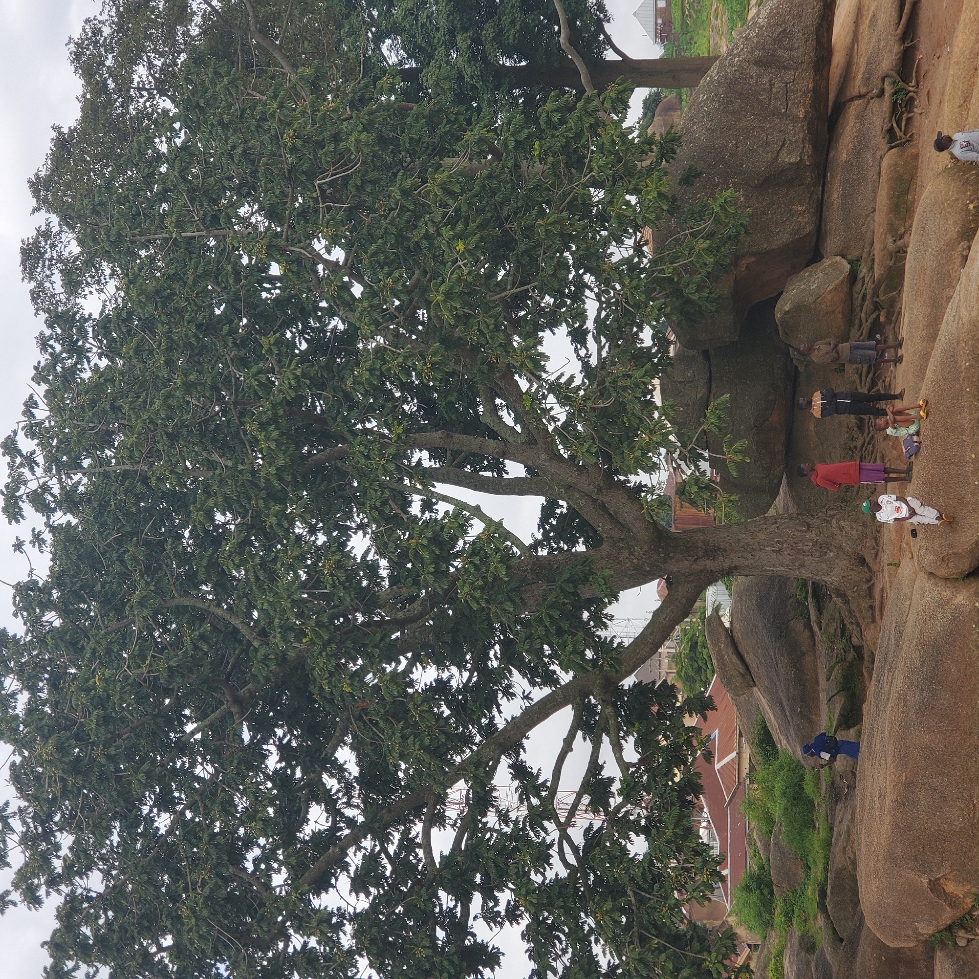 The image depicts a group of people in a rocky, natural environment, with a large tree dominating the foreground. The location appears to be outdoors, with buildings and possibly a communication tower visible in the background. The sky is overcast. Several individuals are scattered across the large, smooth rock formations. One person in a blue outfit with a backpack stands on a rock, facing away from the camera. Another group of four individuals are standing or sitting on rocks near the base of the large tree. One person in a white shirt and green hat is seated. Another person in a light green outfit is sitting, with a blue bag next to them. Two other individuals are standing. Two additional people are visible to the right of the frame, one standing and another person at the bottom right corner. The rocky terrain suggests a natural park or an area with unique geological features. The presence of buildings in the background hints at proximity to a populated area, possibly a city.