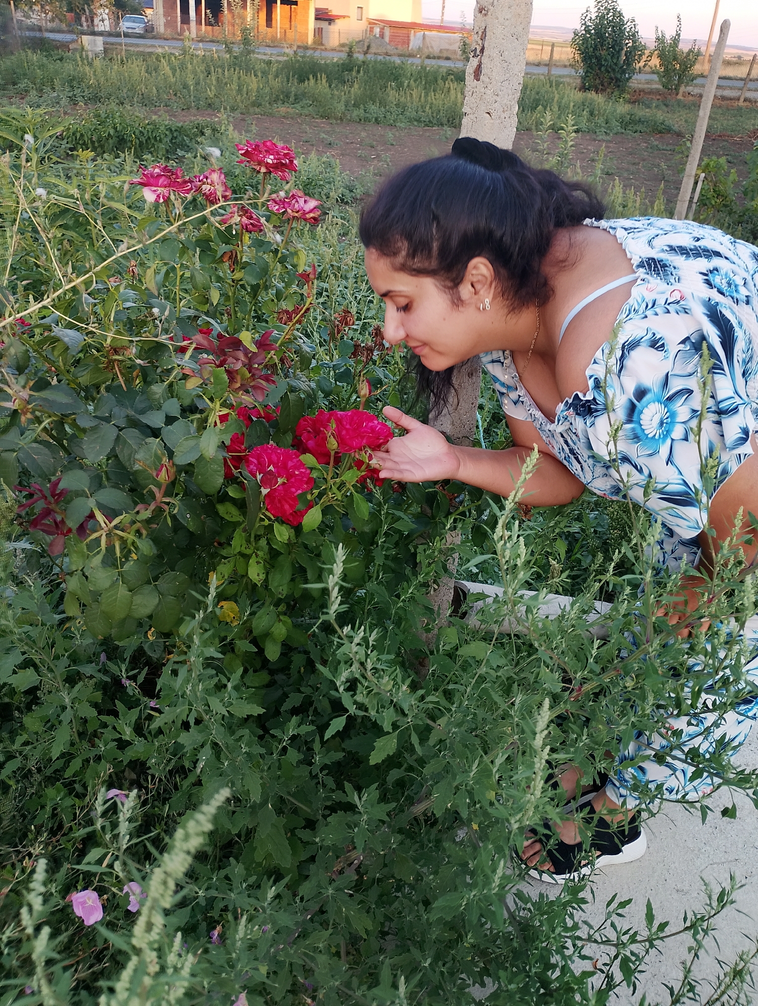 In Zimnitsa, Bulgaria, a young woman with dark hair tied back in a ponytail is leaning over a bush of red roses, smelling them. She is wearing a blue and white floral dress and black sandals. The scene takes place outdoors, with a concrete path in the foreground, and a field with some buildings and trees in the background. The lighting suggests it is late afternoon or early evening, with the sun casting a warm glow on the landscape.