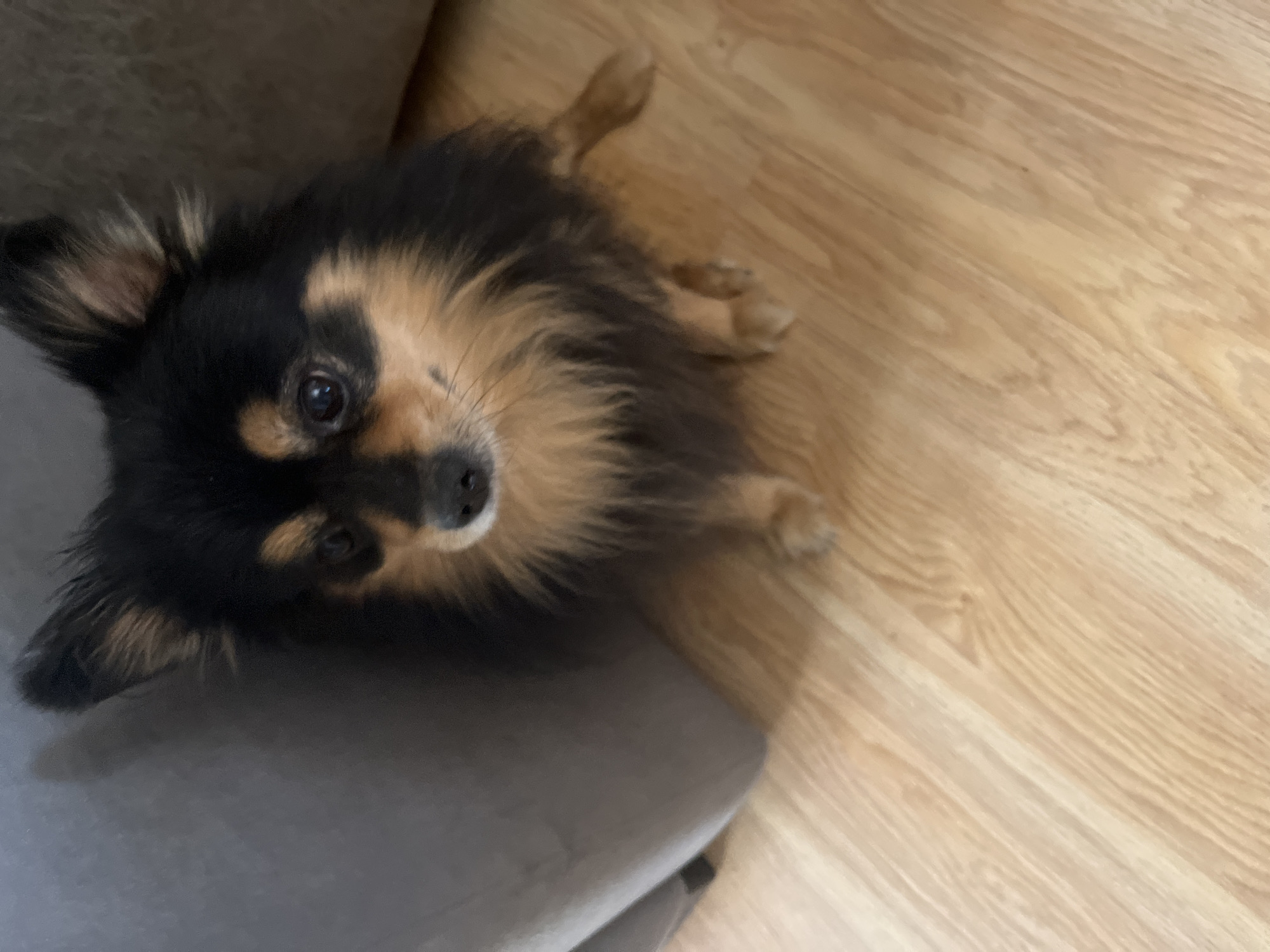 A Pomeranian dog is sitting on a wooden floor next to a grey couch. The dog has black and tan fur and is looking towards the camera. The image appears to be taken indoors. There is no indication of the location in the city of Izhevsk, Russia.