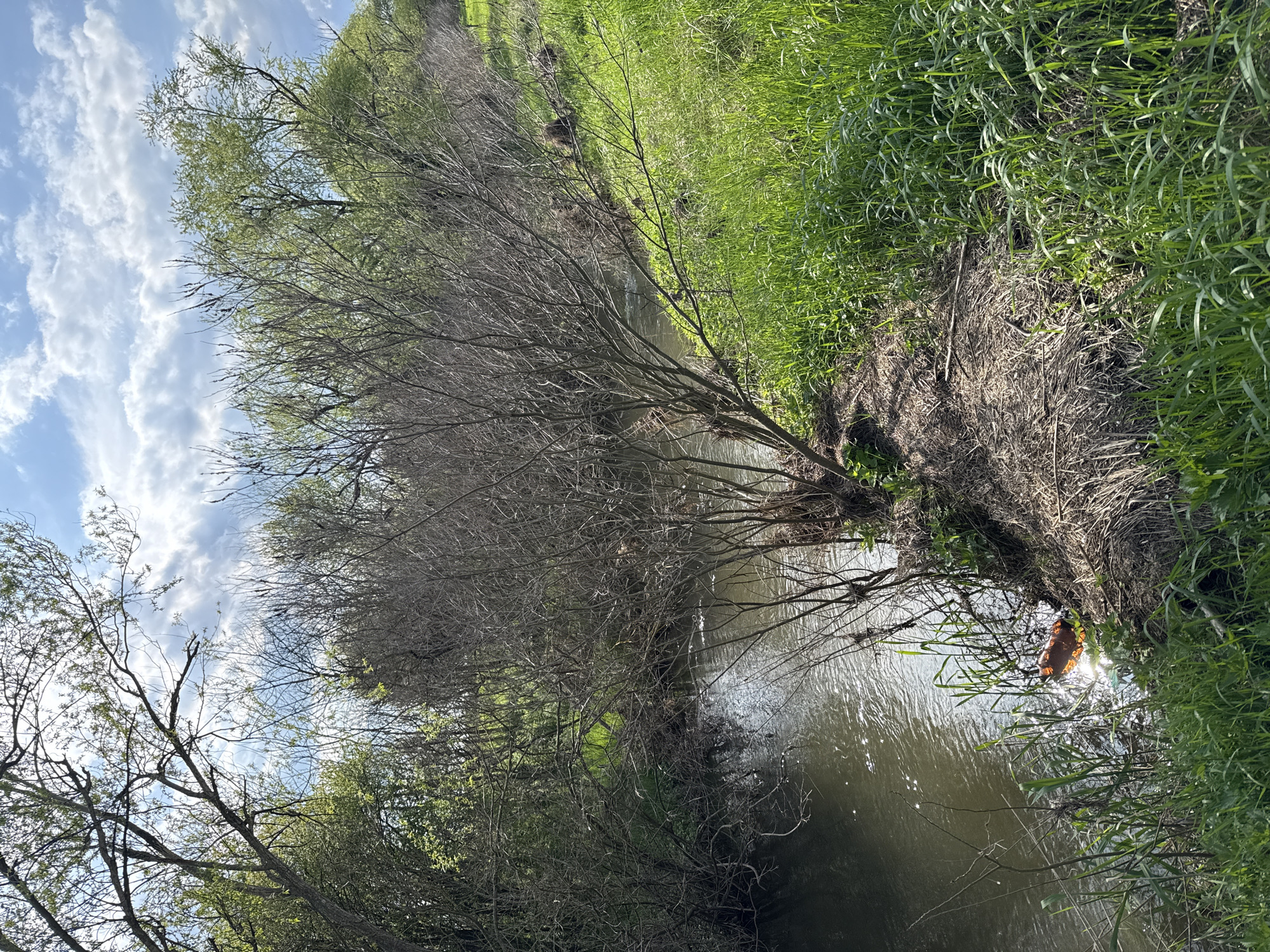 The image shows a narrow body of water, likely a creek or small river, flowing through a green, grassy area. Trees with bare branches line the banks of the water. The sky is visible in the upper left corner, showing a blue sky with scattered white clouds. One object, possibly trash, is floating in the water. No people are visible. The location in the city of Pshenichevo, Bulgaria is not discernible from the visual information provided.