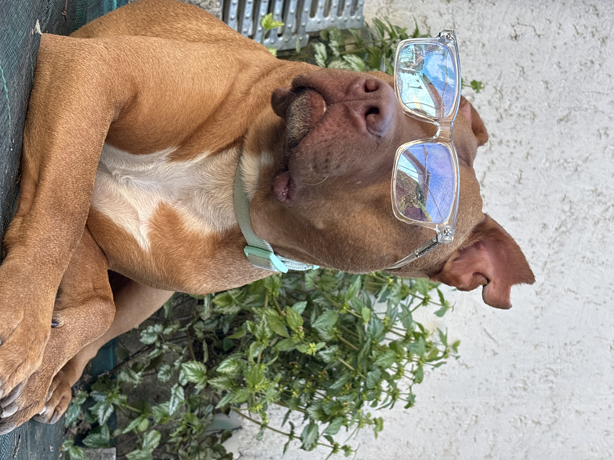 A reddish-brown pit bull-type dog with a white chest patch lies on its back, seemingly relaxed. It is wearing light-framed glasses with blue-tinted lenses that are perched precariously on its head, partially obscuring one ear. The dog has a light blue collar around its neck. It is positioned next to a patch of green ground cover with small, variegated leaves. A grey grating is visible in the background, along with a white textured wall. The location is possibly an outdoor setting. There is no visible indication of the image being located in the city of Lom, Bulgaria.