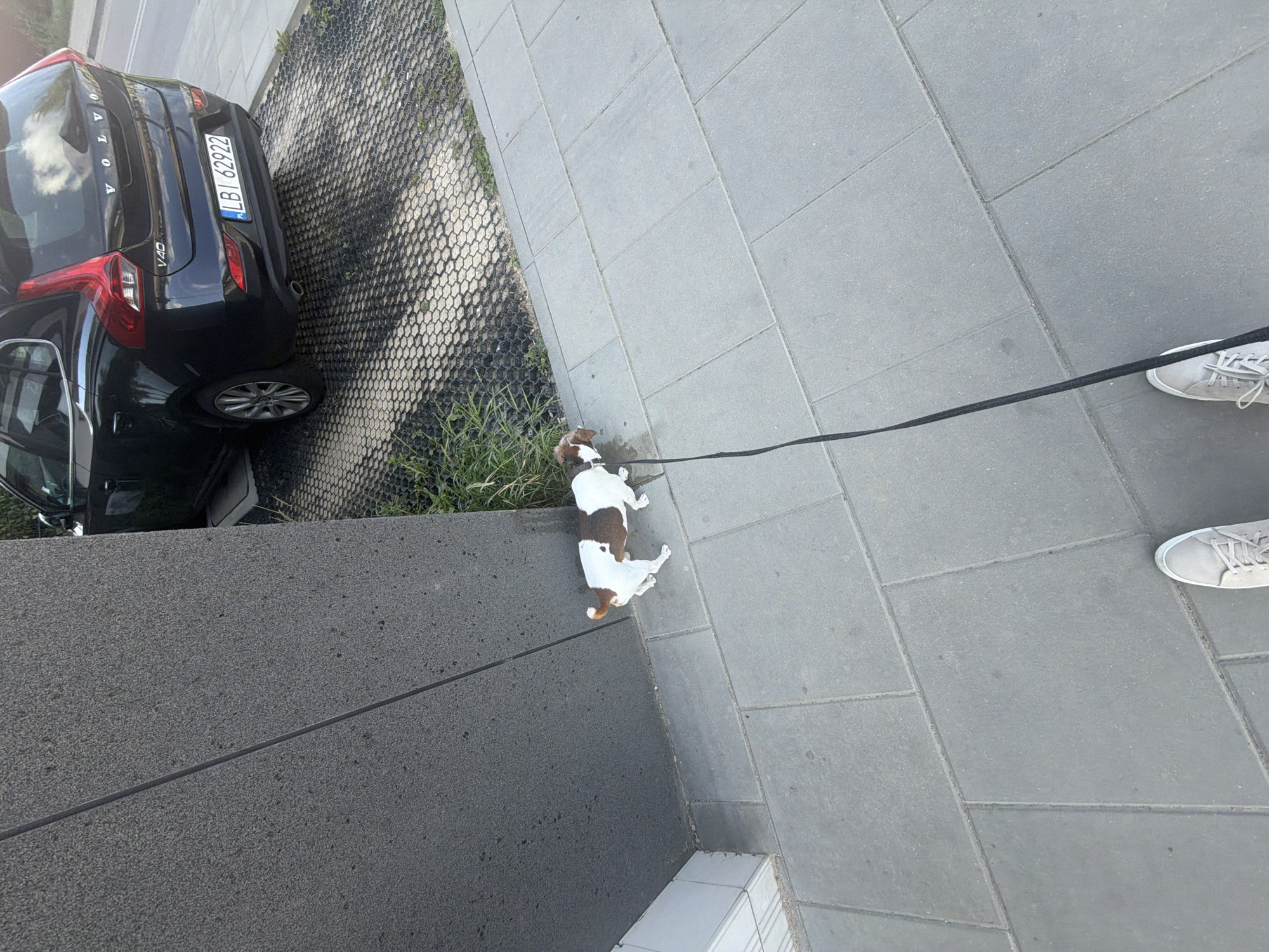 An eye-level, full shot shows a small, brown and white dog on a leash standing on a gray paved sidewalk next to a dark gray textured wall. The dog is looking down and to the left. The leash extends diagonally across the frame towards the viewer's feet, which are clad in light gray sneakers. In the background, a dark blue Volvo V40 is parked on a gravel-filled grid system, with a license plate reading "LBI 62922". The scene is outdoors during the daytime.