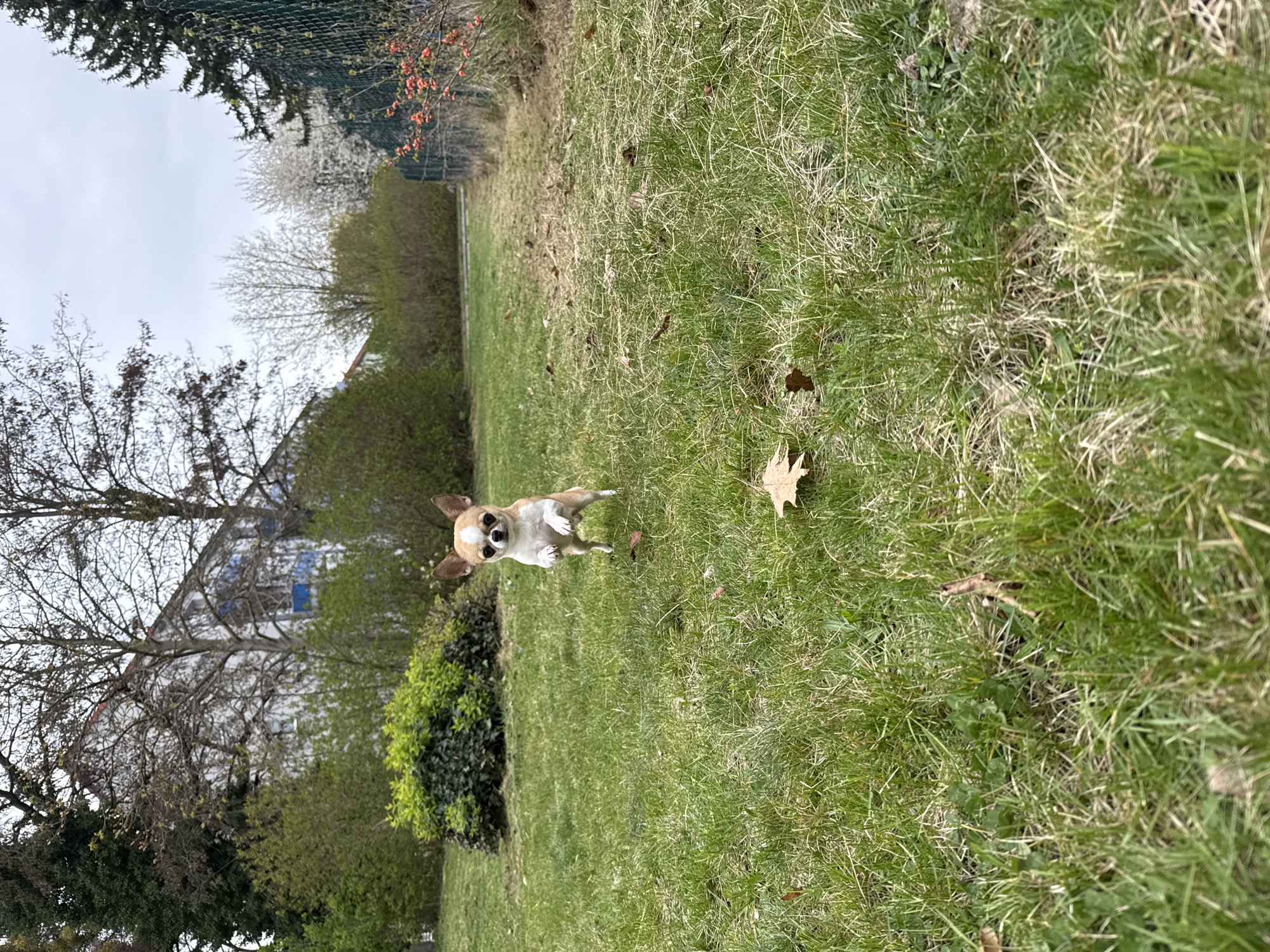 A tan and white Chihuahua stands on a grassy lawn in Lauchhammer, Germany. The dog faces the camera, with its front paws slightly raised. Behind the dog is a green bush, and beyond that, trees and a building with a white exterior and blue windows. The lawn is a mix of green and brown grass, with a few fallen leaves scattered around. A chain-link fence runs along the back of the scene, separating the lawn from more trees and bushes. The sky is overcast.