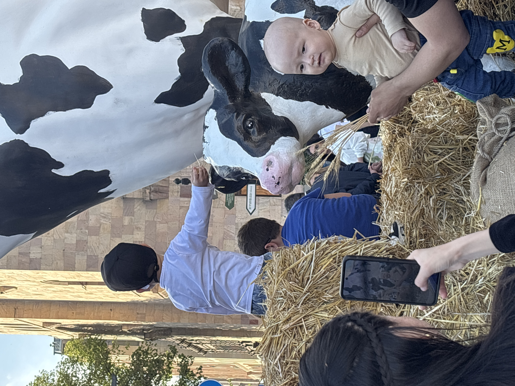 The image captures an outdoor scene centered around a large, lifelike statue of a black and white Holstein cow. Several individuals, including children and adults, are interacting with the cow statue and its immediate surroundings.
In the upper right, an adult's hands support a baby, who is wearing a light-colored top and blue jeans with a yellow character patch on the leg. The baby, with a light complexion and sparse hair, looks towards the cow's head with a mild, curious expression. An adult hand is seen holding stalks of wheat, seemingly offering them towards the cow's mouth and the baby.
To the left of the cow's head, a young child in a white long-sleeved shirt and a dark baseball cap is reaching up to touch the cow's neck. Further back and partially obscured by a hay bale, another child in a blue shirt is visible. The foreground and mid-ground feature several bales of golden hay, creating a rustic, farm-themed setting. A burlap sack is positioned next to one of the hay bales.
In the bottom right, an adult with dark, braided hair is holding a black smartphone horizontally, appearing to photograph or video record the activity.
The background shows traditional-looking buildings, possibly constructed from stone or brick, and a paved ground area, suggesting a city square or pedestrian zone. Some green foliage from trees is also visible in the distance. The scene is brightly lit by daylight, indicating a clear day. The overall activity suggests a public event, perhaps a festival or exhibition, where children and families are enjoying an interactive display. No clearly discernible text is visible in the image.