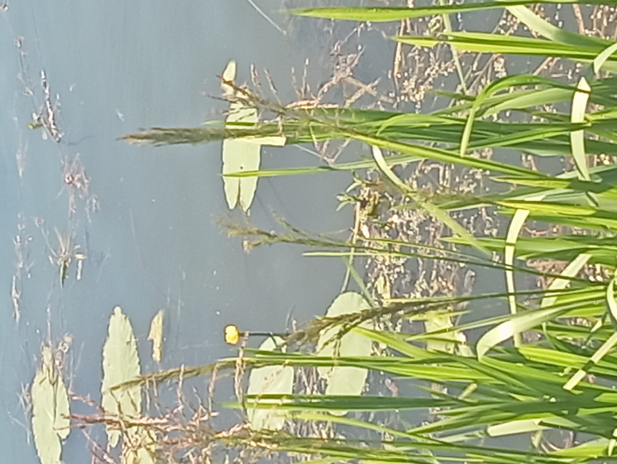 An outdoor, eye-level, medium shot captures a close-up of tall green reeds and dry stalks with a pond in the background in Wasilków, Poland. The pond's surface is mostly dark with some lighter patches of lily pads. A single yellow water lily is visible. The reeds in the foreground are sharp and in focus, while the pond and lily pads are slightly blurred. The lighting suggests a sunny day. There are no people or animals clearly visible in the frame.