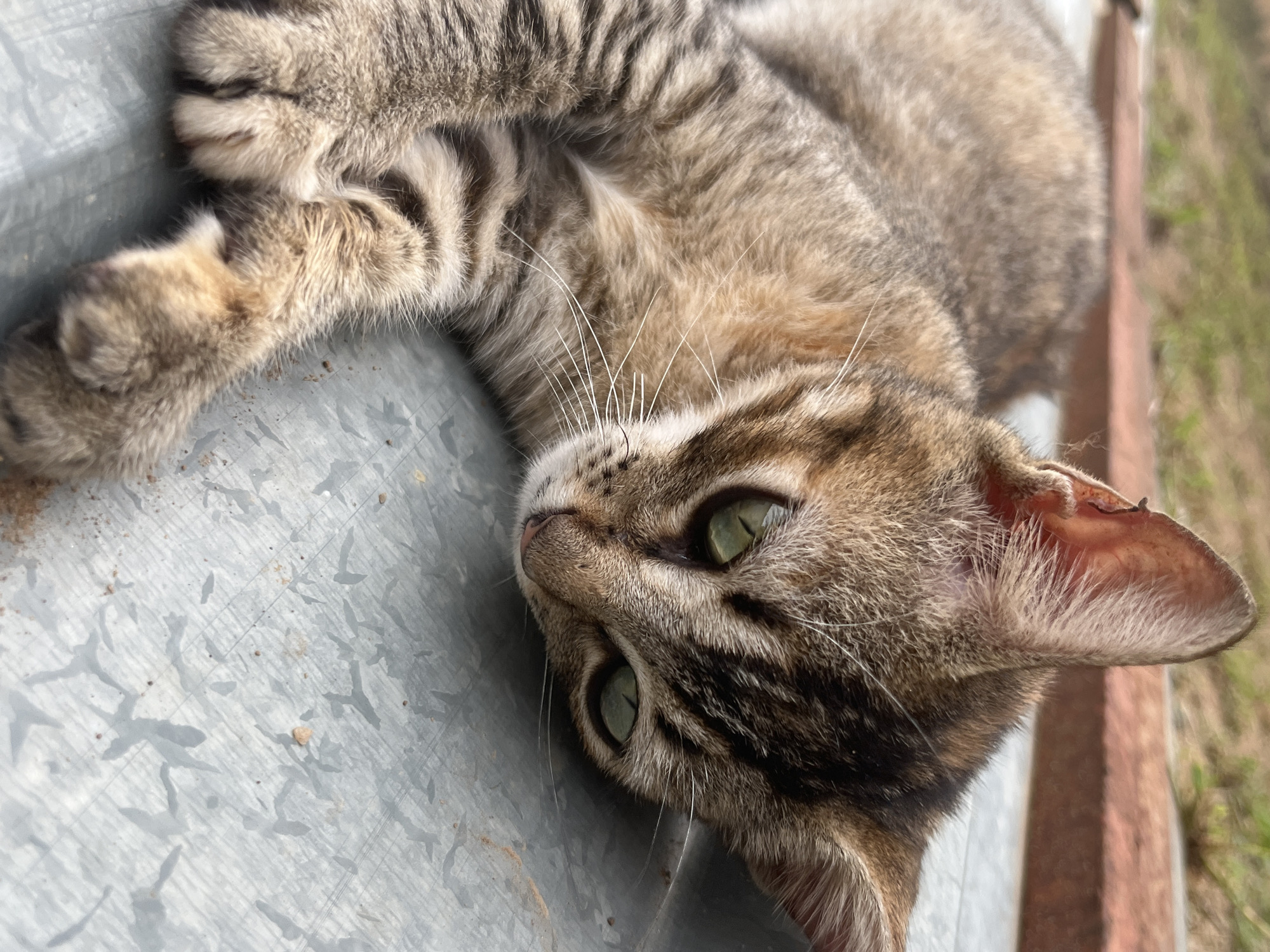 A close-up, eye-level shot captures a tabby kitten resting on a textured, metallic surface outdoors. The kitten is positioned diagonally across the frame, with its head on the right side, looking downwards and slightly to the left. Its fur displays a pattern of brown and black stripes, with lighter brown and cream undertones. The kitten has striking green eyes and visible white whiskers. Its front paws are crossed over each other, with one paw extended forward. The surface it rests on appears to be a flat, possibly weathered metal sheet with a faint ribbed pattern and some small dirt specks. In the blurred background, a reddish-brown structure, possibly a brick wall or planter edge, is visible, with hints of green vegetation beyond it. The lighting suggests it is daytime, with soft shadows indicating an outdoor setting. The image does not provide any specific visual cues to indicate its location in Tinaquillo, Venezuela.