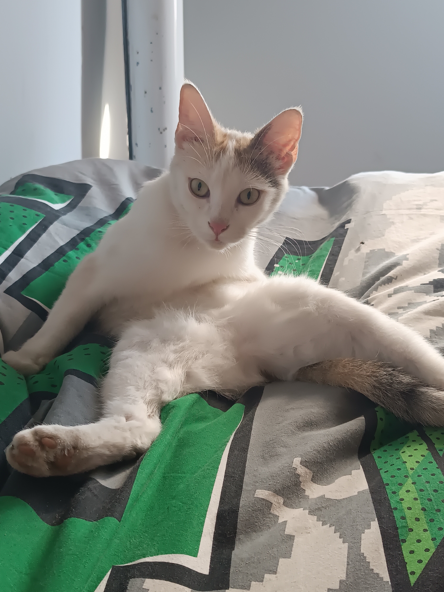 A white cat with patches of grey and orange rests on a patterned bed. The bedspread is grey and green with a blocky, geometric design. The cat is reclining in a relaxed position, with one leg outstretched. The scene appears to be indoors, with a pale wall and a light source coming from the top left of the frame. There is no contextual information to indicate the location is Viadana, Italy, and this information cannot be determined from the image.