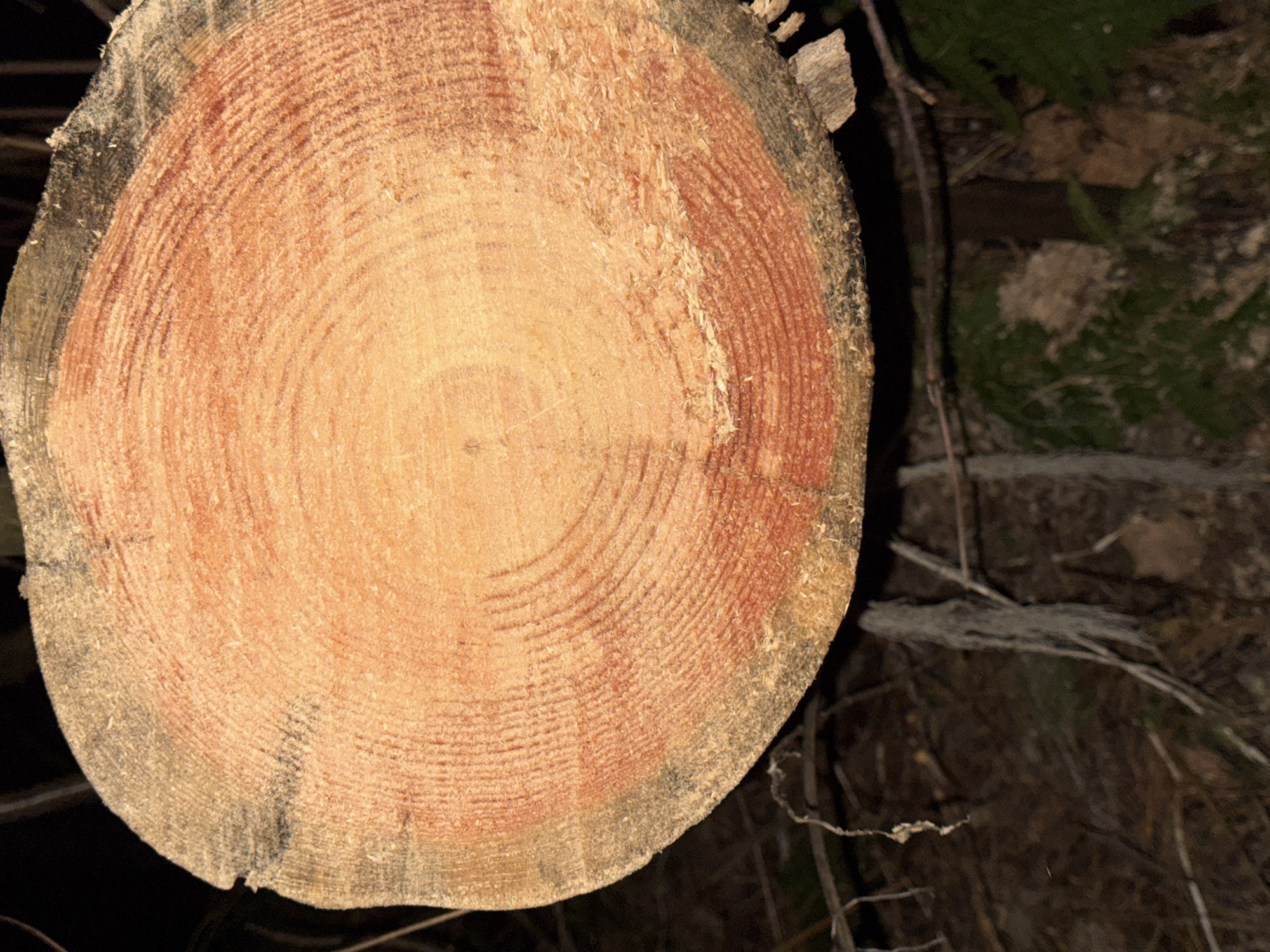 A close-up photograph depicts the cross-section of a tree trunk, displaying its growth rings. The wood is a light brown color, with the rings varying in shades of red and brown. The outer edge of the trunk is rough and shows signs of bark. The surrounding environment is dark and out of focus, but hints of foliage and branches are visible in the background. The specific location is Chaikovsky, Russia.