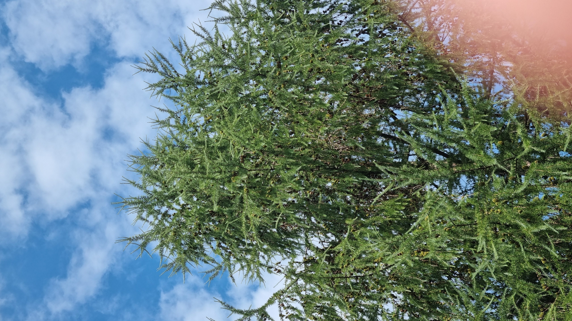 The image is a low-angle shot looking up at a coniferous tree with dense green foliage and numerous small cones against a bright blue sky with scattered white clouds. The tree's branches are laden with needles and the cones appear to be a greenish-brown color. In the lower right corner of the image, there is a large, soft-focus pinkish-orange area, possibly a lens flare or reflection. The scene is outdoors, and given the sky and greenery, it is likely a park or natural area. This image was taken in Chernivtsi, Ukraine.