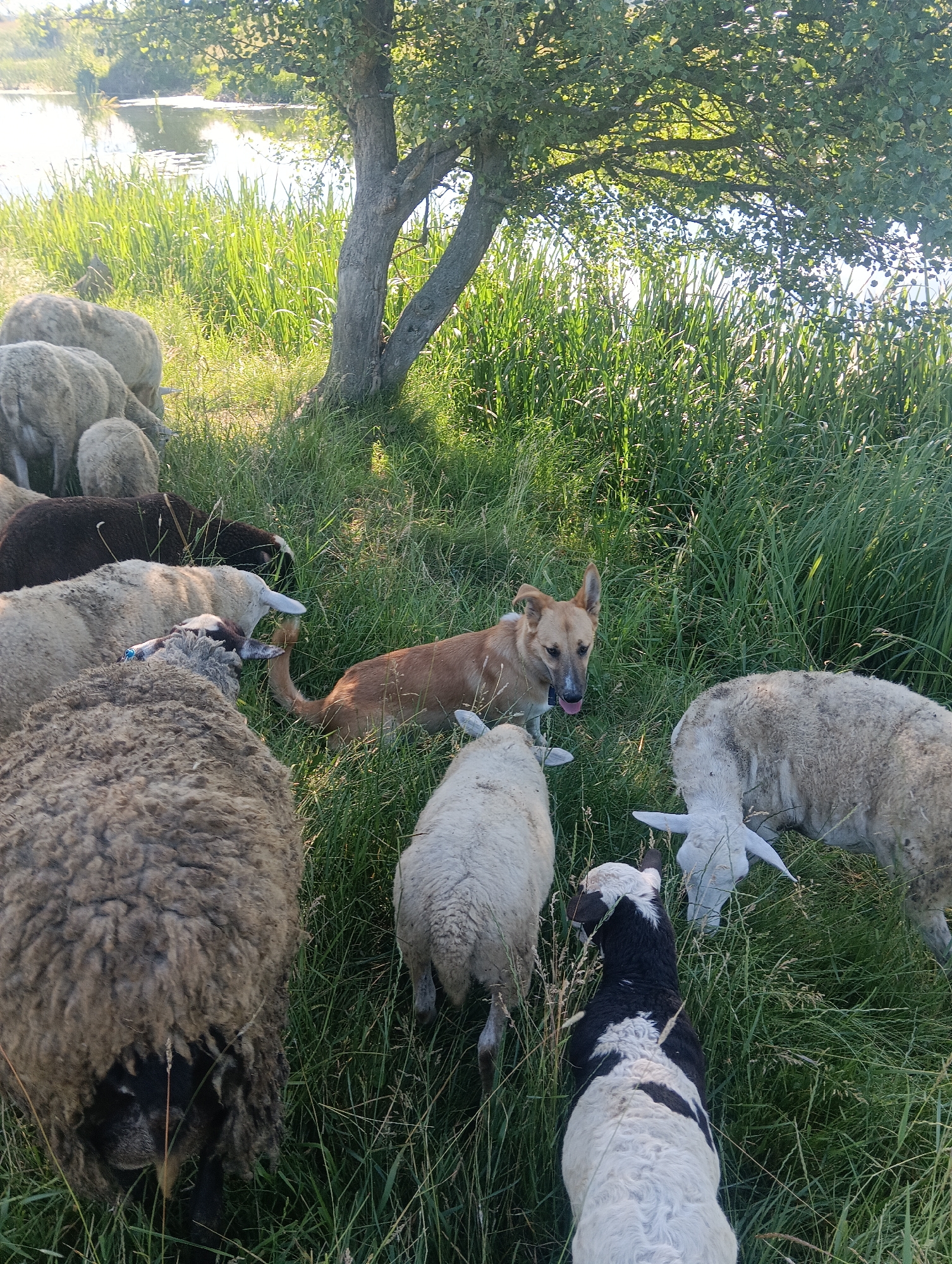 A dog and a flock of sheep are gathered in a grassy field near a body of water. The dog, a medium-sized, light brown breed with white markings on its face and chest, is lying down with its tongue out, looking towards the sheep. The sheep are of various colors, including white, black, and brown, and appear to be grazing on the grass. Some sheep are closer to the camera, with their woolly backs and heads visible, while others are further away, partially obscured by the grass and the dog. A large tree with green leaves provides shade over a portion of the scene. The background features a calm body of water with some reeds growing along its edge, and a hint of sunlight filtering through the trees. The overall scene is pastoral and peaceful, suggesting a rural or semi-rural setting.