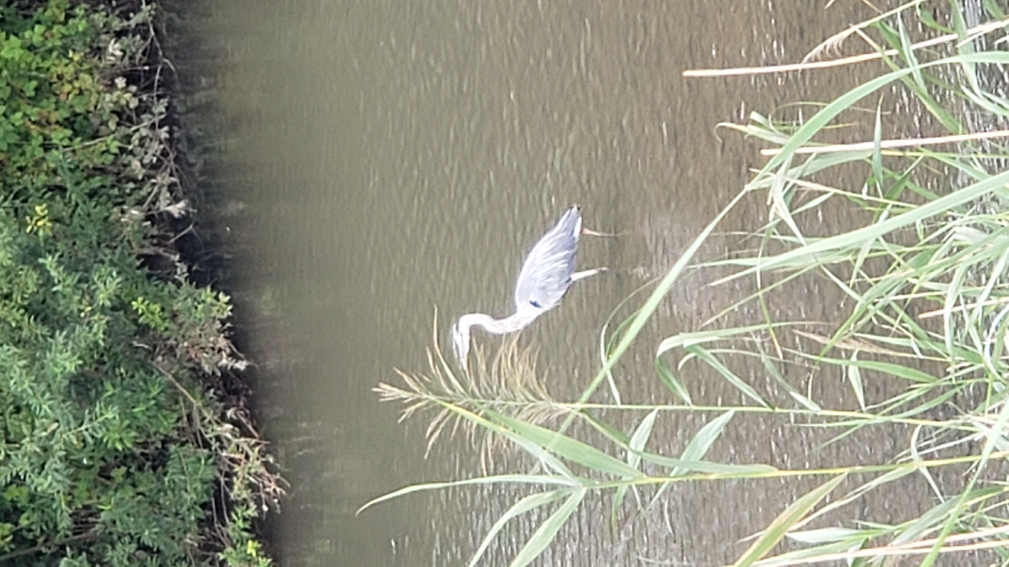 A great blue heron stands in shallow water next to reeds. The heron is facing right, with its long neck extended. The water is murky and reflects the green foliage of trees and bushes lining the bank in the background. The scene is a natural environment. This image was not taken in the city of Prešov, Slovakia.