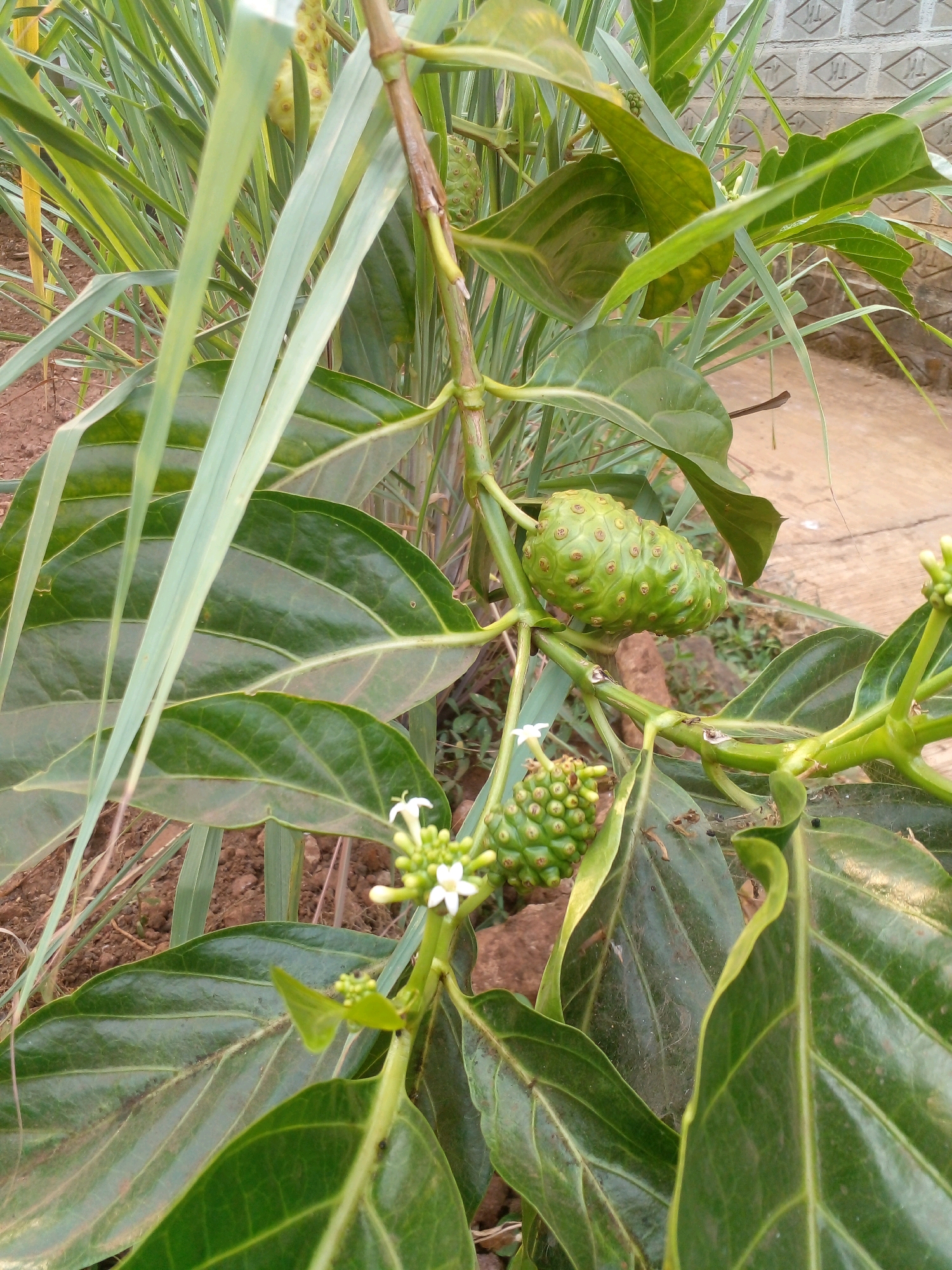 In Pungangan, Indonesia, a close-up shot captures a noni tree branch laden with fruit and foliage. Two green noni fruits, one larger and oblong, the other smaller and more spherical, are prominently displayed. The fruits exhibit a bumpy, textured surface, characteristic of noni. Surrounding the fruits are large, dark green, glossy leaves, some of which show signs of wear and tear, with minor damage and a thin layer of dust. A cluster of small, white flowers with yellow centers blooms near the smaller fruit, adding a delicate contrast to the scene. Thin, green stems support the fruits and flowers, with visible nodes and branching. Interspersed with the noni tree are long, thin, light green leaves, possibly from a grass or reed-like plant, which partially obscure the view of the noni tree. The background reveals the reddish-brown soil of the ground and a portion of a light-colored, textured wall constructed from diamond-shaped blocks, suggesting an outdoor, possibly garden or rural setting. The lighting suggests it is daytime, with soft illumination on the plant.