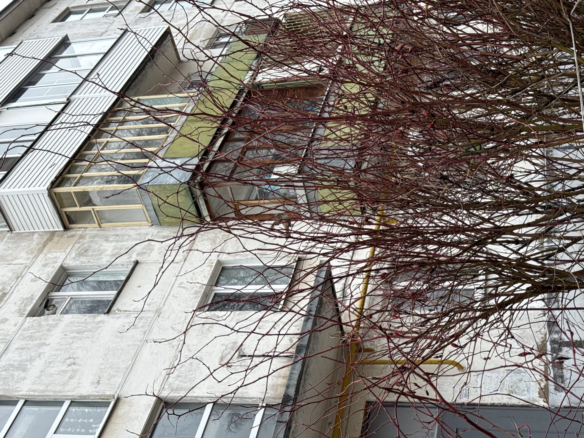 An upward shot captures the facade of a residential building in Izhevsk, Russia, partially obscured by the bare branches of a tree. The building features a mix of windows and balconies with varied styles. A yellow gas pipe runs vertically along the building’s exterior. The branches in the foreground are a dense network of twigs, adding depth and complexity to the image. The sky is overcast.