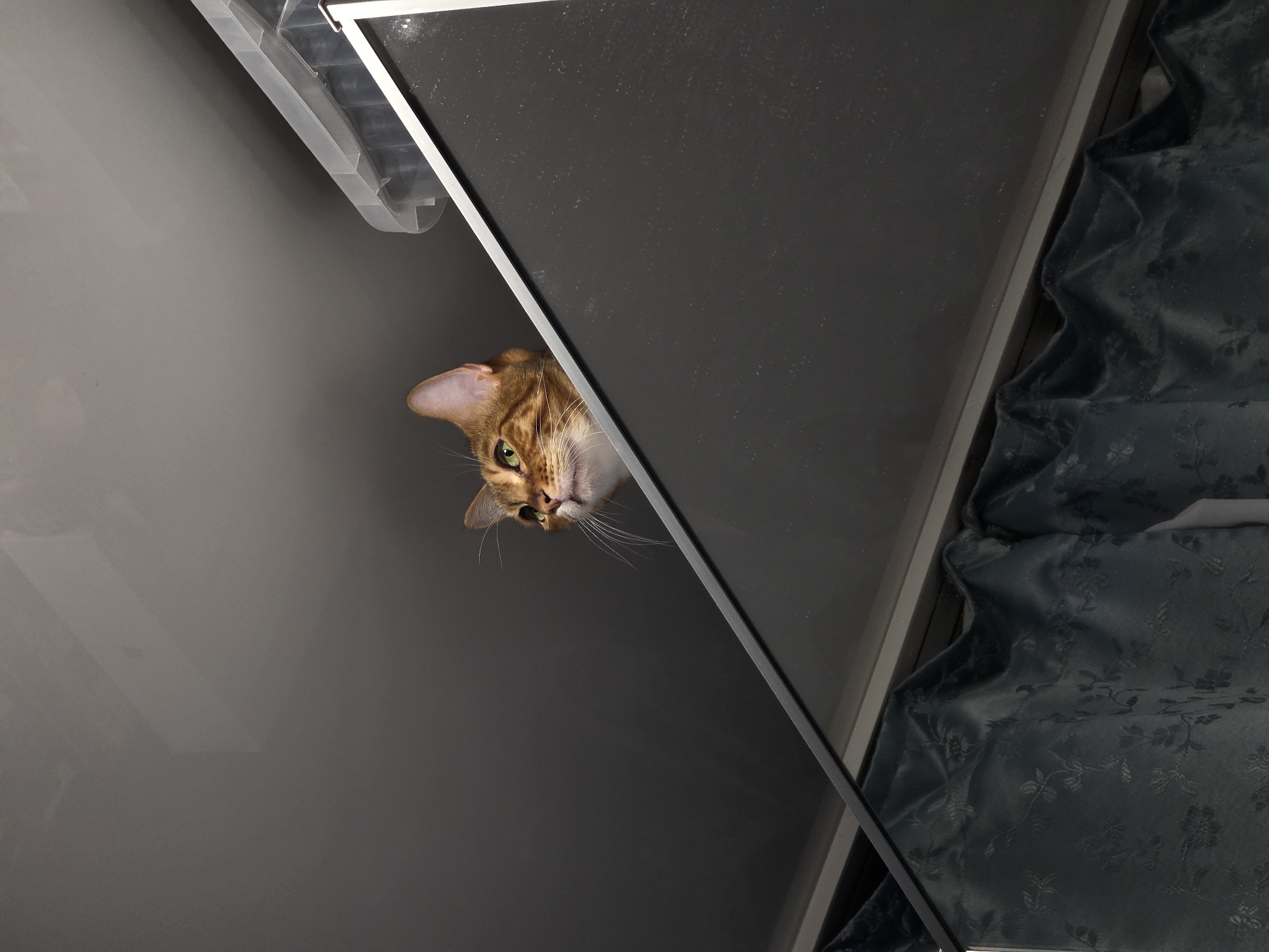 A Bengal cat with distinctive spotted orange fur and green eyes peeks over the edge of a dark, reflective surface. The cat's head and upper chest are visible, with its gaze directed upward and to the left. Behind the cat, a translucent plastic storage container is visible, resting on the dark surface. The background consists of a gray, textured ceiling. Below the dark surface, dark patterned curtains are draped. The scene appears to be indoors, possibly in a residential setting. There is no information to suggest the location is in Сокуры, Russia.