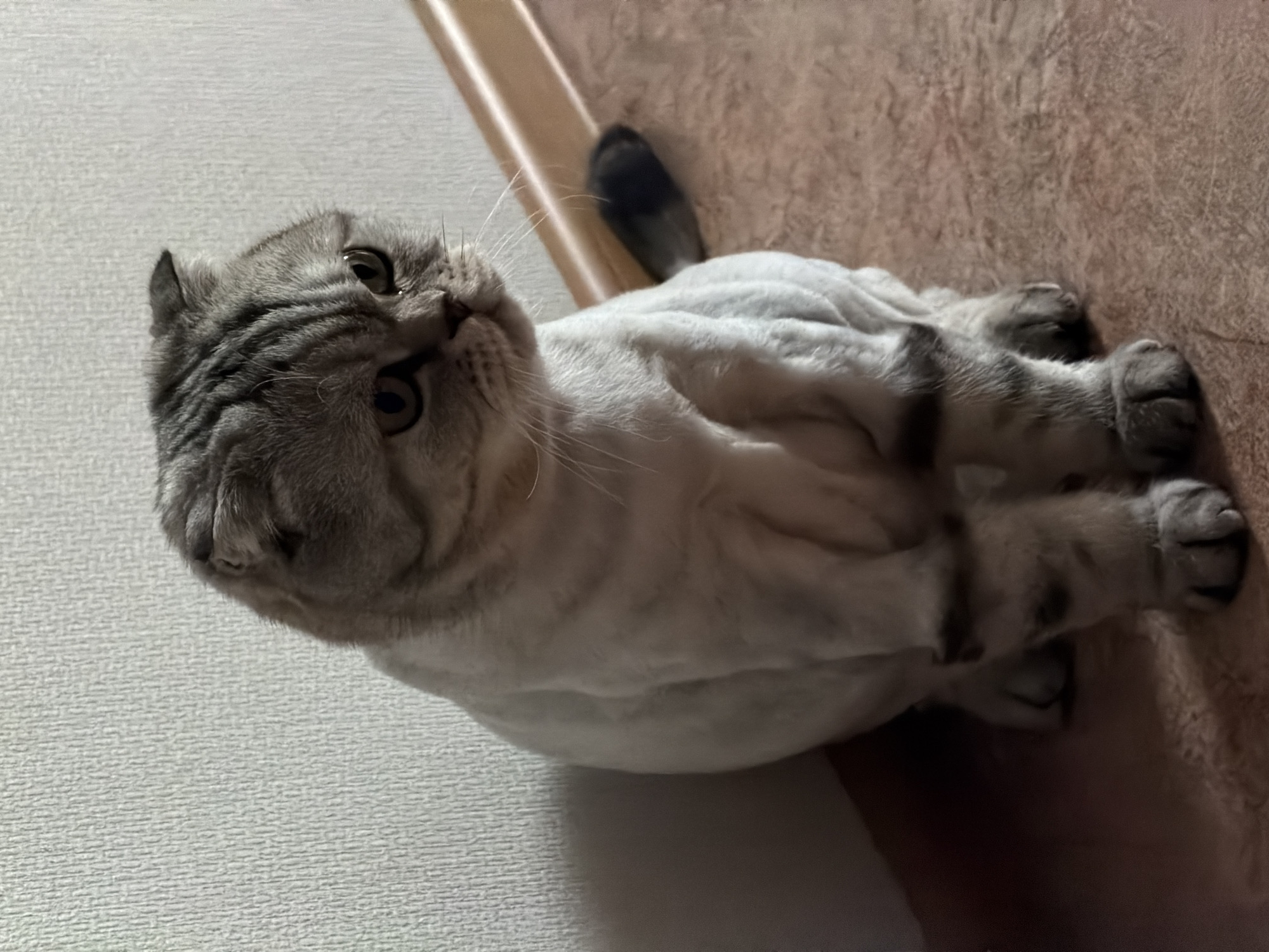 A light-colored cat with a distinctive silver tabby pattern on its head, legs, and tail is captured in an indoor setting. The cat is lying down, positioned vertically within the frame, looking upwards and slightly to the right with curious, dark eyes. Its small, folded ears are characteristic of a Scottish Fold breed. A notable detail is the contrast in its fur: while its extremities are covered in striped fur, the main body of the cat appears to be closely shaved or trimmed, revealing much lighter, very short fur or undercoat. This gives its torso a smooth, almost white appearance compared to its patterned head and limbs.
The background consists of two distinct areas: a light grey, textured wall to the left and a darker, warmer-toned, possibly carpeted or upholstered surface to the right. A light-colored trim or furniture leg separates these two background elements behind the cat's head. The lighting is soft and even, suggesting an indoor environment. No specific time of day or external weather conditions are discernable. The cat appears relaxed, possibly observing something above its head. There is no visible text in the image.