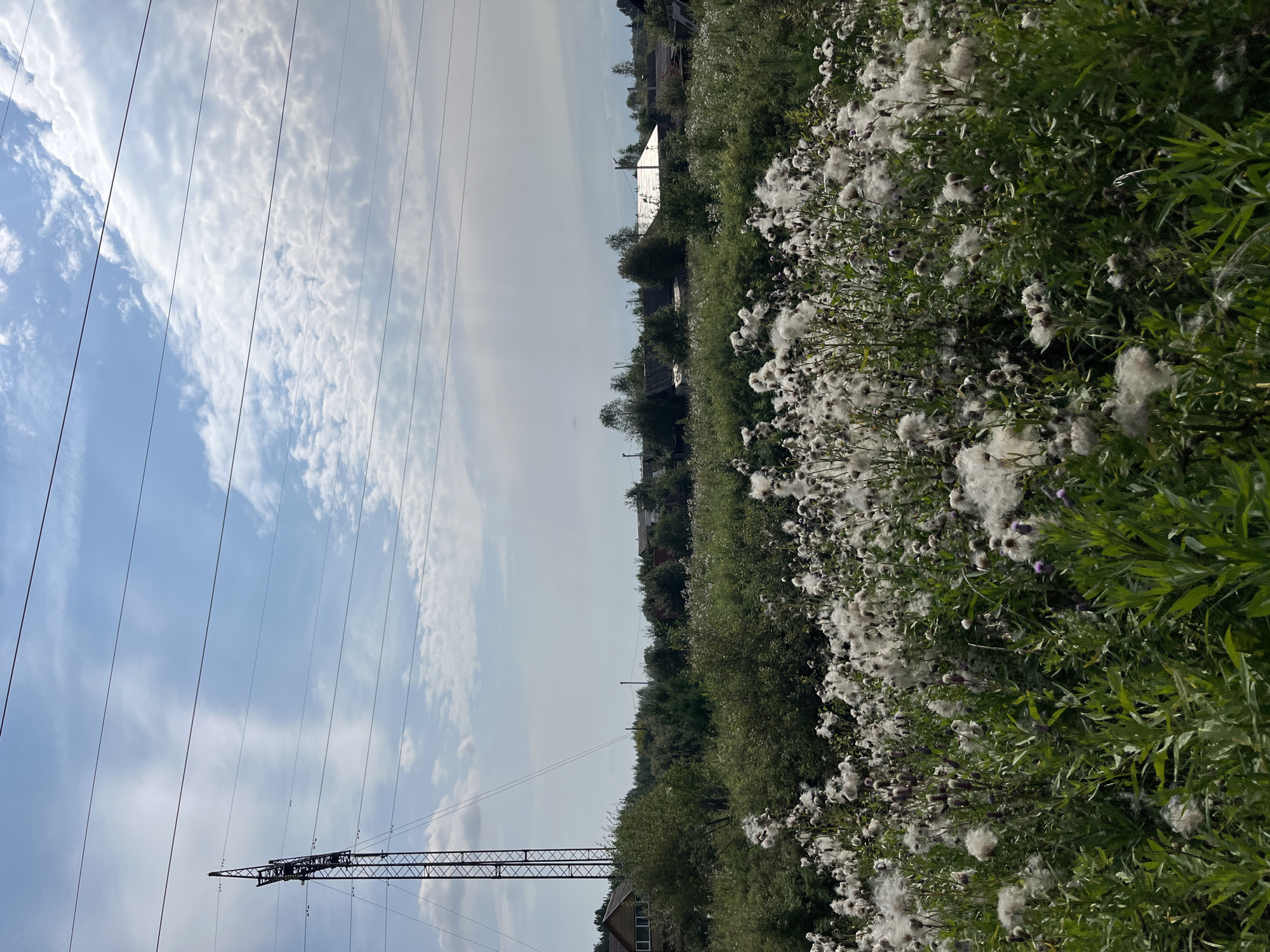 The image depicts a rural landscape under a cloudy sky with power lines crossing the frame. In the foreground, a field of mature thistles with fluffy seed heads dominates the view. The plants are lush and green, with the white thistles creating a soft, airy texture. Beyond the field, a dense line of trees and bushes separates the foreground from a cluster of houses, suggesting a small village or settlement. A tall metal power pylon stands prominently on the left side of the image, with its structure clearly visible against the sky. The overall impression is one of a quiet, summer day in the countryside. The location is not specified in Nizhny Tagil, Russia.