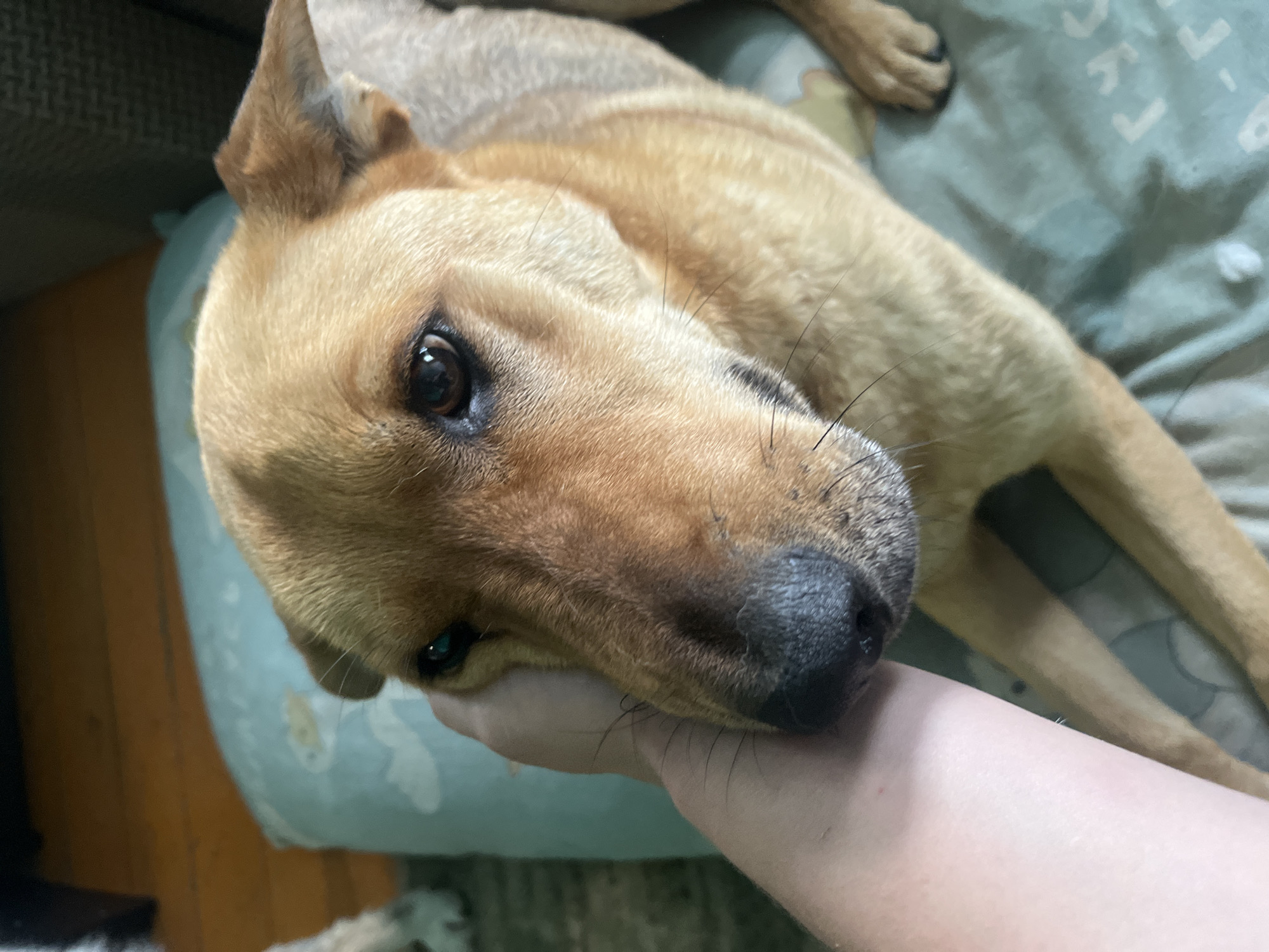 A medium-sized, short-haired, tan-colored dog is lying on a patterned, light-green surface, possibly a cushion or bed. The dog's head is tilted and rests on a person's hand, which is visible in the lower-right corner. The dog has dark-brown eyes and a black nose. The dog is looking toward the camera. Part of the dog's body is visible in the top and right portion of the picture. The background is blurry. There is no information about the location in the city of Nizhny Tagil, Russia.