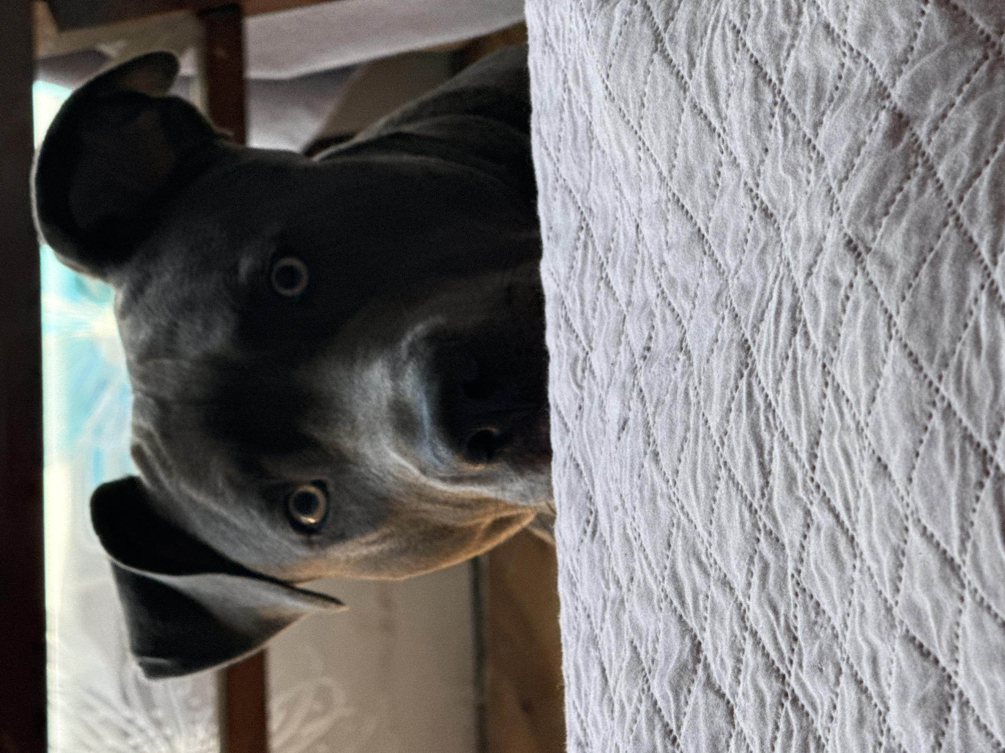 A dark gray pit bull dog with amber eyes peers over a white quilted surface. The dog's head is slightly tilted, and its ears are perked. The background is dimly lit, showing a wooden surface and what appears to be a window with blue light filtering through. The foreground is dominated by the textured white quilt, which fills the bottom half of the frame.