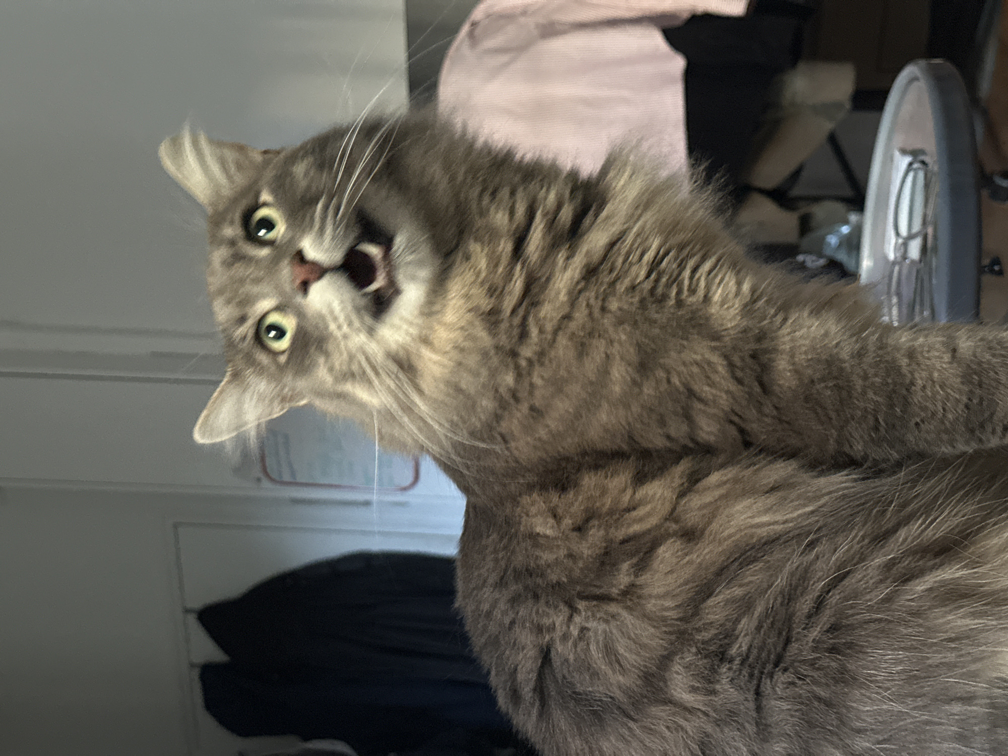A gray cat with green eyes and an open mouth is in the foreground. It is likely indoors, given the presence of furniture and what appears to be a wardrobe with hanging clothes. The background includes a pink shirt or blouse. There is no indication the photo was taken in Paris, France.