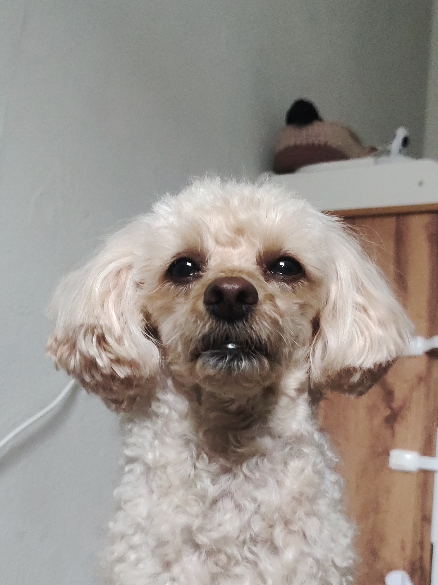 A tan-colored poodle with curly fur is facing the viewer. The background includes a white wall on the left, and a light brown wooden cabinet with white fixtures on the right. On top of the cabinet is a brown and black knitted object and a white cylindrical object. The location in the city of Chaikovsky, Russia is not evident in the image.