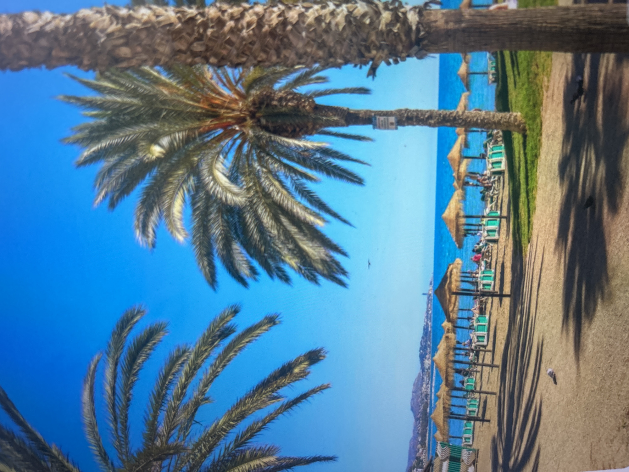 The image depicts a vibrant, sunny beach scene, viewed from a low angle looking upwards and across the landscape. The setting is a coastal area, likely a resort or vacation destination, characterized by a clear blue sky and abundant sunlight.
Several prominent palm trees define the foreground and middle ground. A large palm trunk horizontally crosses the top of the frame, partially out of focus, while another palm frond is visible diagonally in the bottom left. The central focus is a tall palm tree with broad, fanning fronds, casting intricate shadows. On its trunk, a small, light-colored, rectangular tag or sign is visible, though the text on it is indistinct due to the distance and resolution.
To the right, a sandy beach stretches along the coastline. A row of thatched beach umbrellas provides shade for several beach chairs or loungers, some of which are occupied by indistinct figures of people relaxing. Beyond the beach, a calm, bright blue ocean extends to the horizon. In the far distance, across the water, faint outlines of mountains or hills are visible. Long, distinct shadows of palm fronds are cast across the sandy path, indicating strong sunlight, suggesting it is mid-day or early afternoon. A few small dark specks, possibly birds, are in the sky and on the path.
The overall scene conveys a sense of tranquility and leisure, typical of a tropical or Mediterranean vacation spot. No specific text is clearly readable in the image.