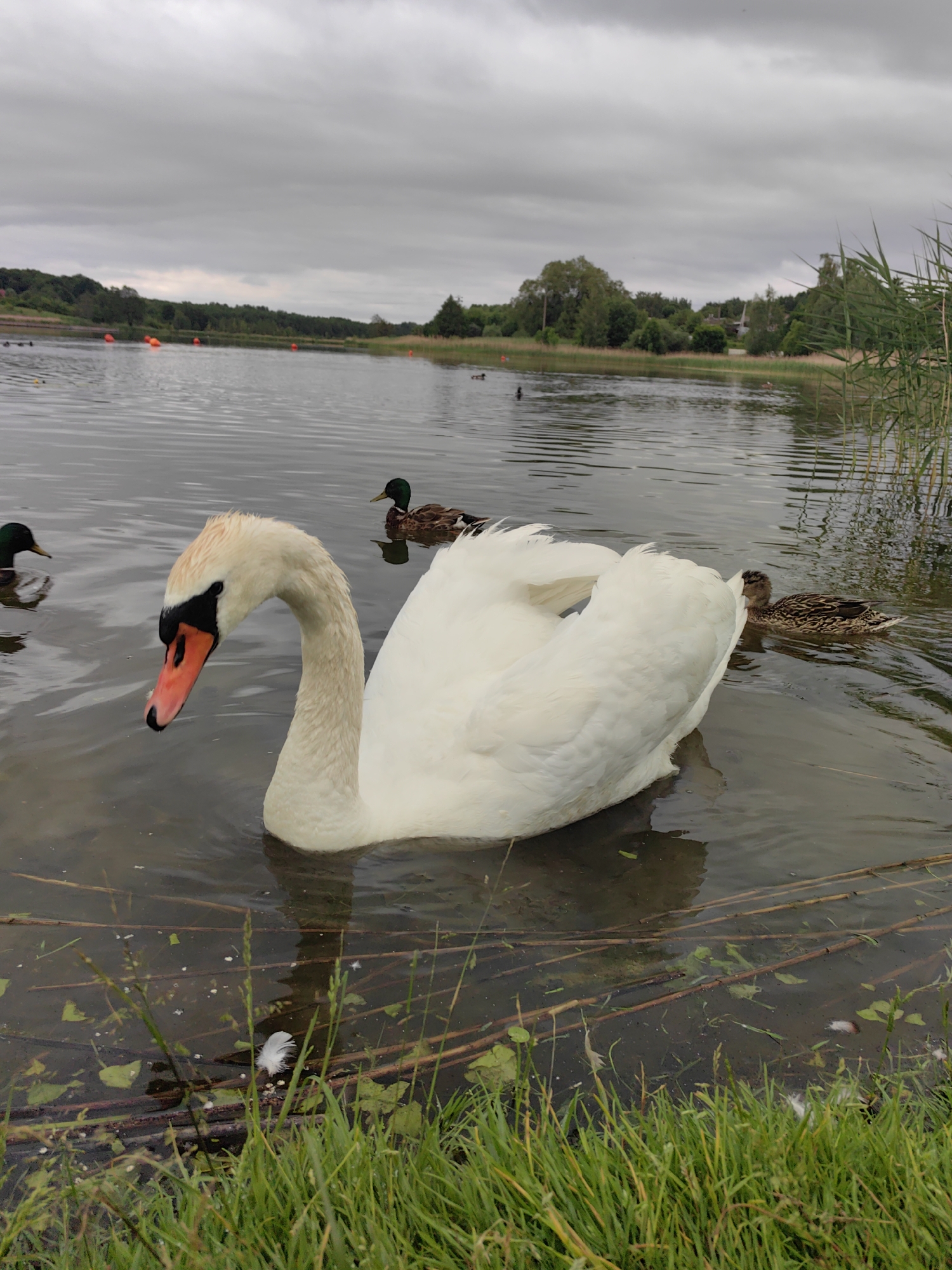 An overcast day is depicted at a body of water. In the foreground, a white swan with an orange beak and black markings on its face swims in the water. Behind the swan, several ducks are visible, some with green heads. The water is dark and appears murky, with some aquatic plants and debris floating near the edge. The shoreline is covered in lush green grass and reeds. In the background, trees and vegetation line the far side of the water, with a few scattered buildings visible in the distance. Several orange buoys are also present in the water.