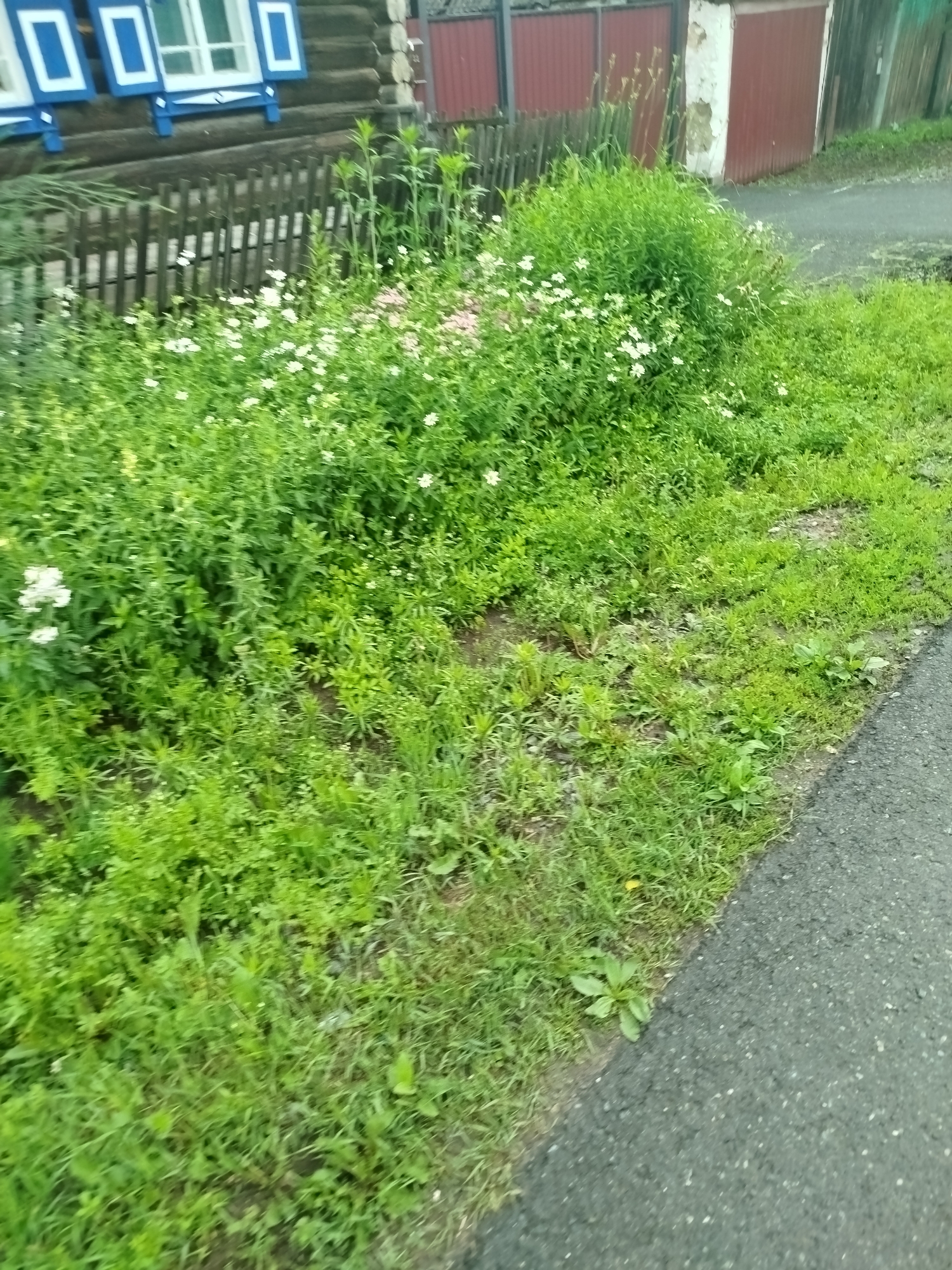 The image shows a patch of overgrown green grass and wildflowers in front of a wooden house with blue shutters. A wooden fence runs along the front of the property. Beyond the fence, a red metal gate is visible. The scene appears to be in a rural or suburban area. The house is made of dark logs, and the shutters are painted blue with white trim. The grass is long and somewhat unkempt, with various types of plants and small white flowers growing within it. The ground is a mix of soil and grass. To the right of the grassy area, there is an asphalt road. The overall impression is one of a simple, lived-in dwelling in a natural setting.