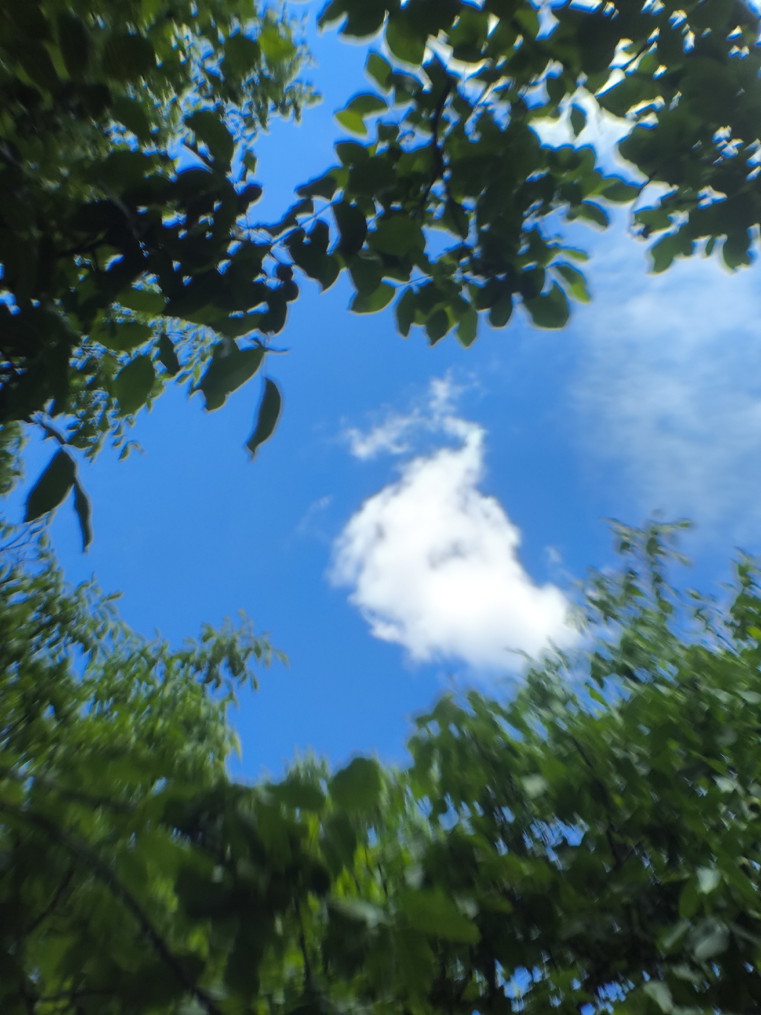 This is a close-up, low-angle shot of a bright blue sky framed by lush green foliage. The leaves appear to be from trees, with some darker, more defined leaves in the foreground and a softer, blurred effect on the foliage further away. The leaves are predominantly dark green, with some lighter green highlights suggesting sunlight filtering through. The sky is a vibrant, cloudless blue, interrupted only by a few wispy white clouds scattered across the expanse. The overall effect is one of looking up through a canopy of leaves towards a clear, sunny day. The camera appears to have been in motion, possibly while being held up through branches, contributing to the blurred effect of some parts of the image. There are no people, objects, or text visible in the frame. The time of day appears to be daytime, and the weather is clear and sunny. The scene evokes a sense of nature, growth, and tranquility.