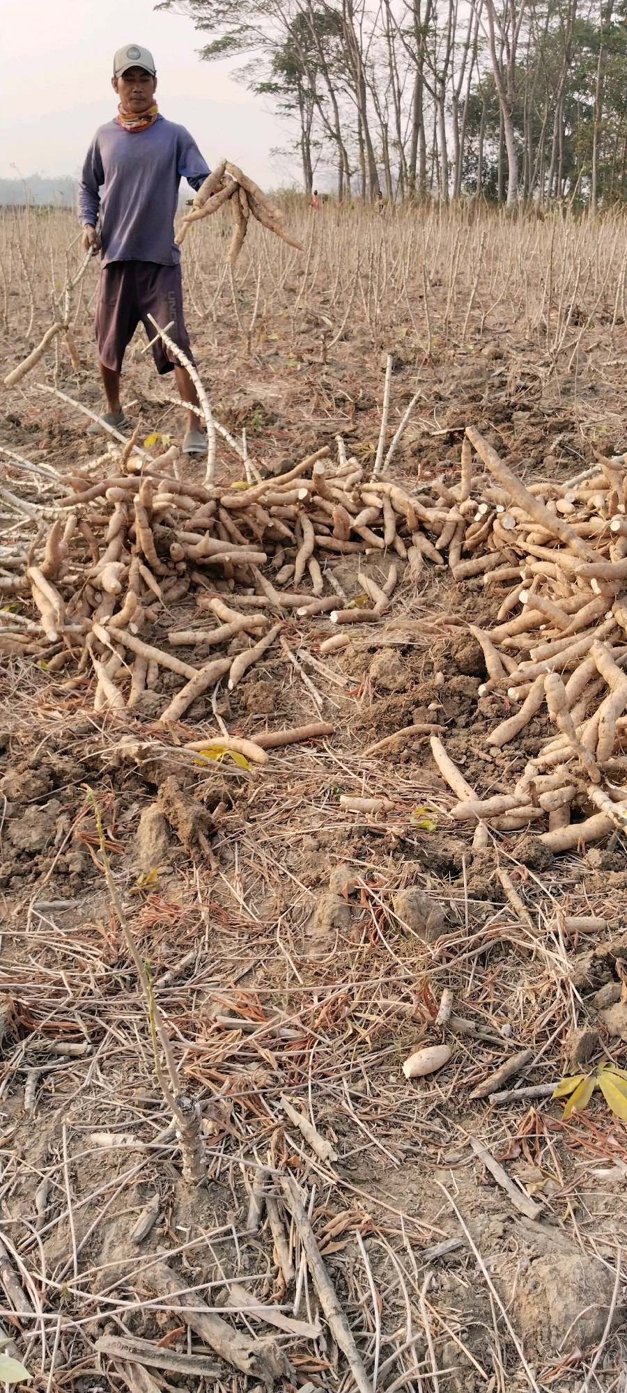In the city of Tanjung Ratu Ilir, Indonesia, a man stands in a field harvested of its crops. He holds a bundle of cassava roots in his right arm. In front of him, a pile of harvested cassava roots lies on the ground amidst dry vegetation and soil. The field is characterized by rows of cassava stalks, indicating a recent harvest. In the background, a line of trees borders the field, suggesting a rural or agricultural setting. The sky is overcast, casting a soft light on the scene.