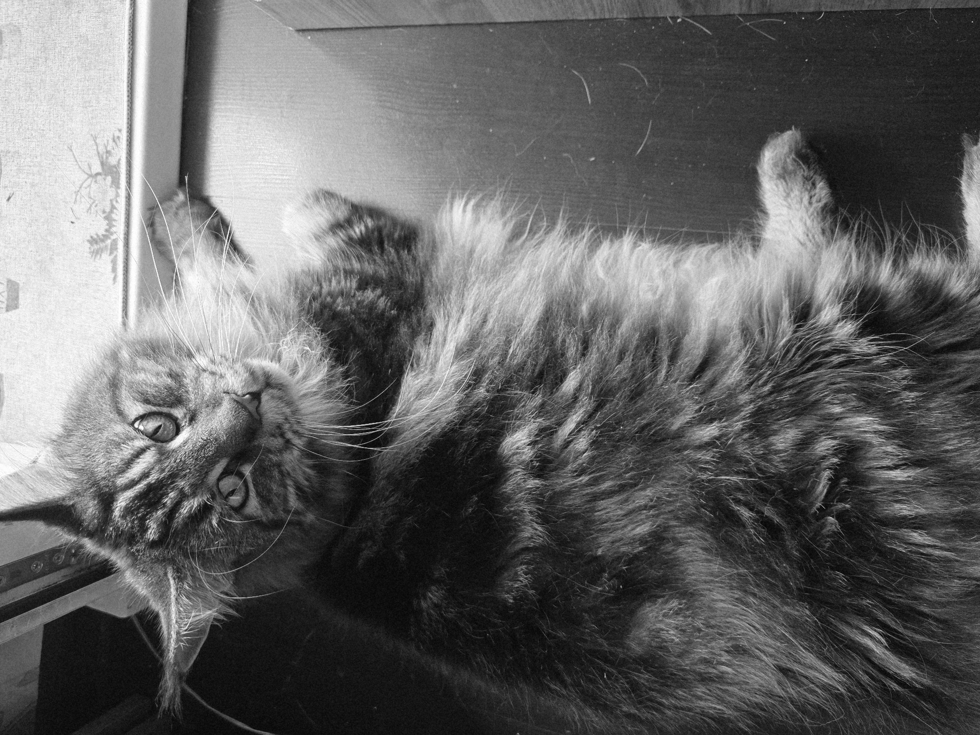 A black and white, high-angle, full body shot shows a long-haired cat lying on its back on a dark, wooden surface. The cat, which appears to be a Maine Coon, has tabby markings and is looking directly at the camera. Its front paws are extended upwards, and its hind legs are tucked underneath its body. The background is out of focus, but it appears to be a window with a curtain. The image is well-lit, with a strong light source coming from the right. The overall impression is one of a relaxed and playful cat.