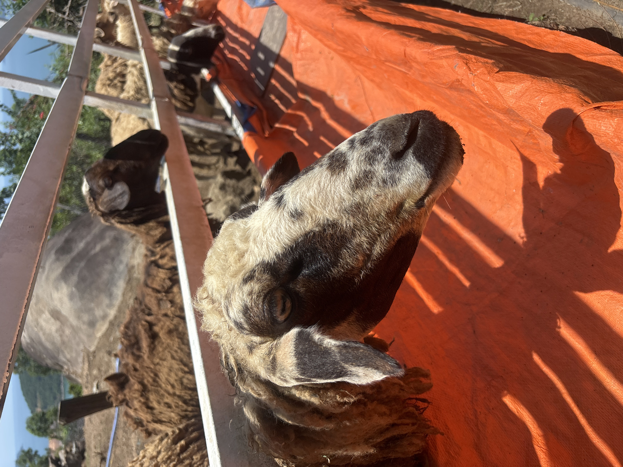 In Da Nang, Vietnam, a close-up shot focuses on the head of a sheep. The sheep is peeking over an orange tarp that covers a feeding trough. The sheep has a light-colored fleece with black markings around its eyes and ears. The background shows other sheep in a pen with a white fence and a glimpse of a hilly, green landscape under a bright sky. The lighting creates distinct shadows on the orange tarp.
