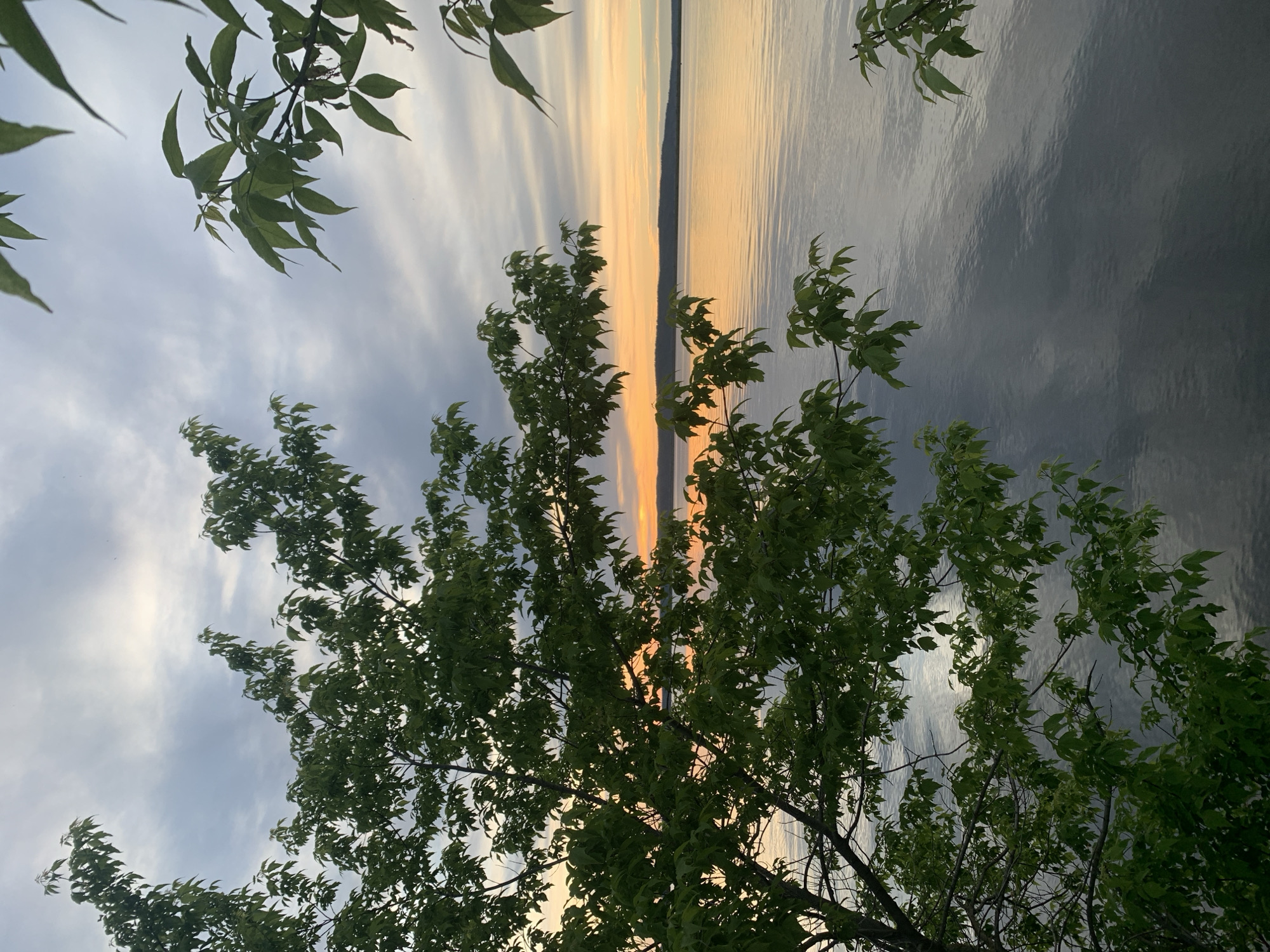 The image depicts a body of water at sunset, framed by foliage. The water reflects the colors of the sky, transitioning from dark grey to yellow. A thin strip of land is visible in the distance. Branches of trees are present at the top and bottom of the image, with green leaves. The image appears to be taken from a low angle, looking upwards through the trees. The location is likely Chaikovsky, Russia, based on the information provided, but no specific landmarks or identifying features are present in the image to confirm this.