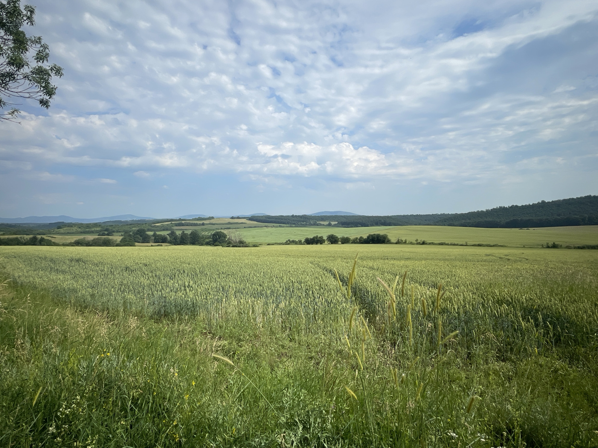 The image depicts a wide, verdant landscape under a cloudy sky. In the foreground, tall green grass and some wildflowers grow abundantly, bordering a vast field of young wheat or barley. The wheat field stretches across the middle ground, its stalks a uniform pale green. Beyond the field, rolling hills covered in trees form the horizon. The sky is filled with a mix of white and gray clouds, with patches of blue sky visible. A tree branch with green leaves is visible in the upper left corner. The scene is peaceful and agrarian, suggesting a rural setting in Borovtsi, Bulgaria.