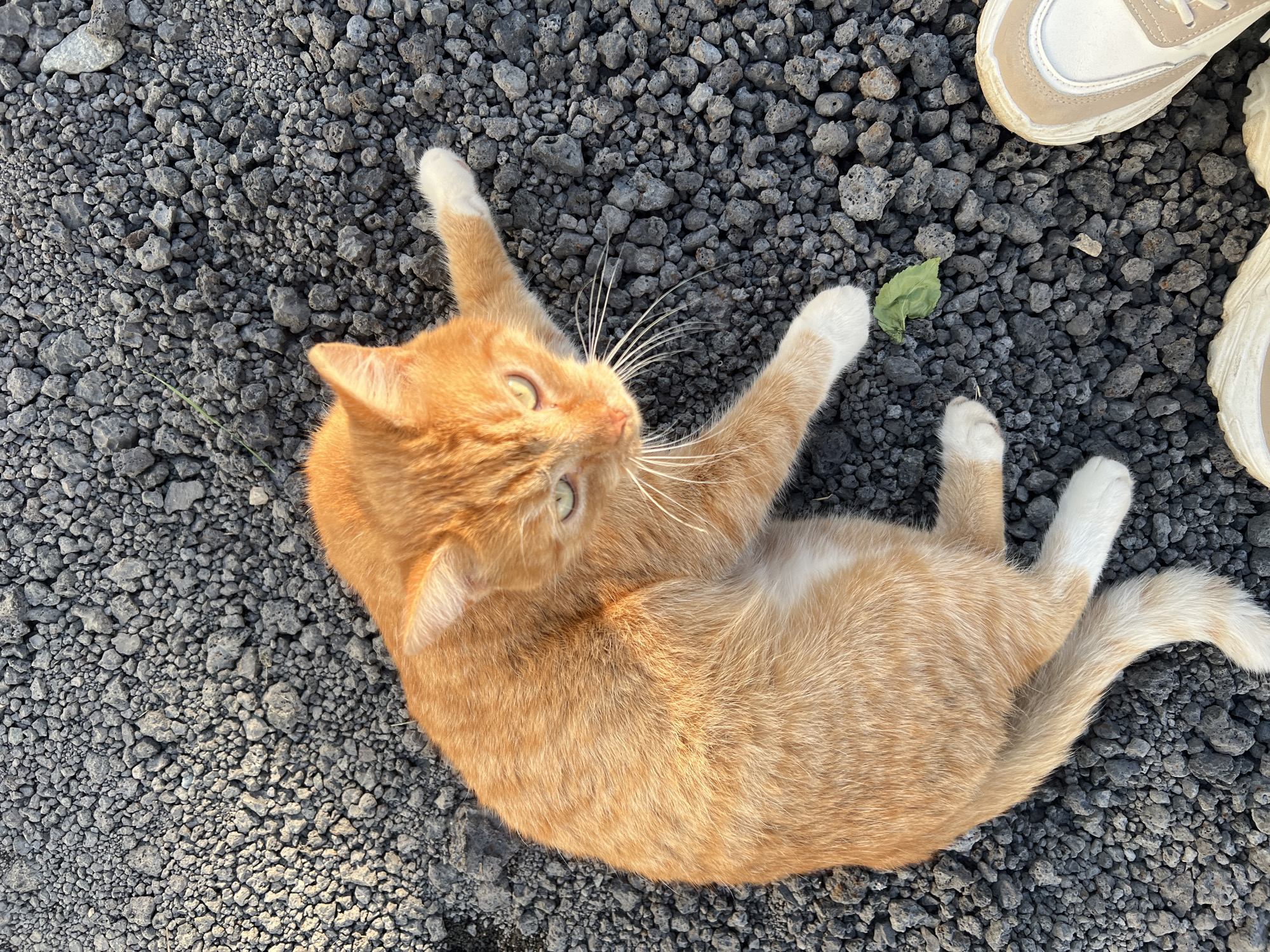 An orange tabby cat with white paws is lying on its back on a surface of dark gray gravel. The cat's eyes are a light green color and it is looking upwards. One of its front paws is extended outwards. A single green leaf is visible on the gravel near the cat's body. In the lower right corner of the image, the toe of a beige and white sneaker is visible. The scene is outdoors, with no discernible Yekaterinburg specific landmarks.