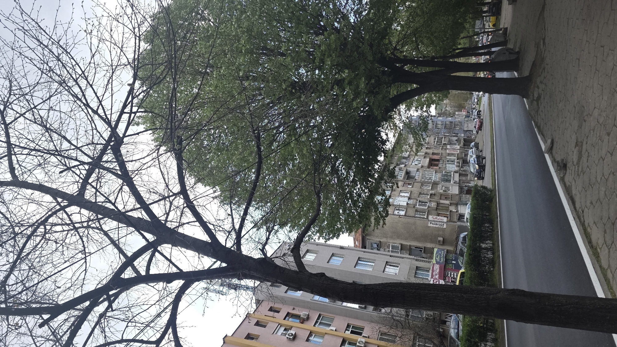 The image captures an urban street scene in Blagoevgrad, Bulgaria, rotated vertically. When viewed correctly, it shows a street lined with trees and multi-story residential buildings under an overcast sky.
In the foreground and extending along the left side of the street are several trees. The closest tree on the left is largely bare, with visible buds on its branches, suggesting early spring. Another tree next to it is fully covered in green leaves. Further down the street, more trees with green foliage line the curb.
On the left side of the street, a row of older, multi-story residential buildings stands. These buildings feature numerous windows, several enclosed balconies, and external air conditioning units, characteristic of post-communist era architecture. Parked cars are visible along the street in front of these buildings.
The right side of the image features a wide, paved sidewalk made of interlocking grey pavers, adjacent to an asphalt road. A distinct white line marks the edge of the road. More trees with green leaves line this side of the street. A yellow bus is partially visible behind one of the trees.
The sky is bright but overcast, indicating daytime with diffused light. The mix of a bare, budding tree and fully leafed trees points to the season being early spring. Visible text on signs attached to the buildings includes "Polaroid" on a white rectangular sign and "Carriera" on a blue sign. Other signs are present but illegible due to distance or blur.