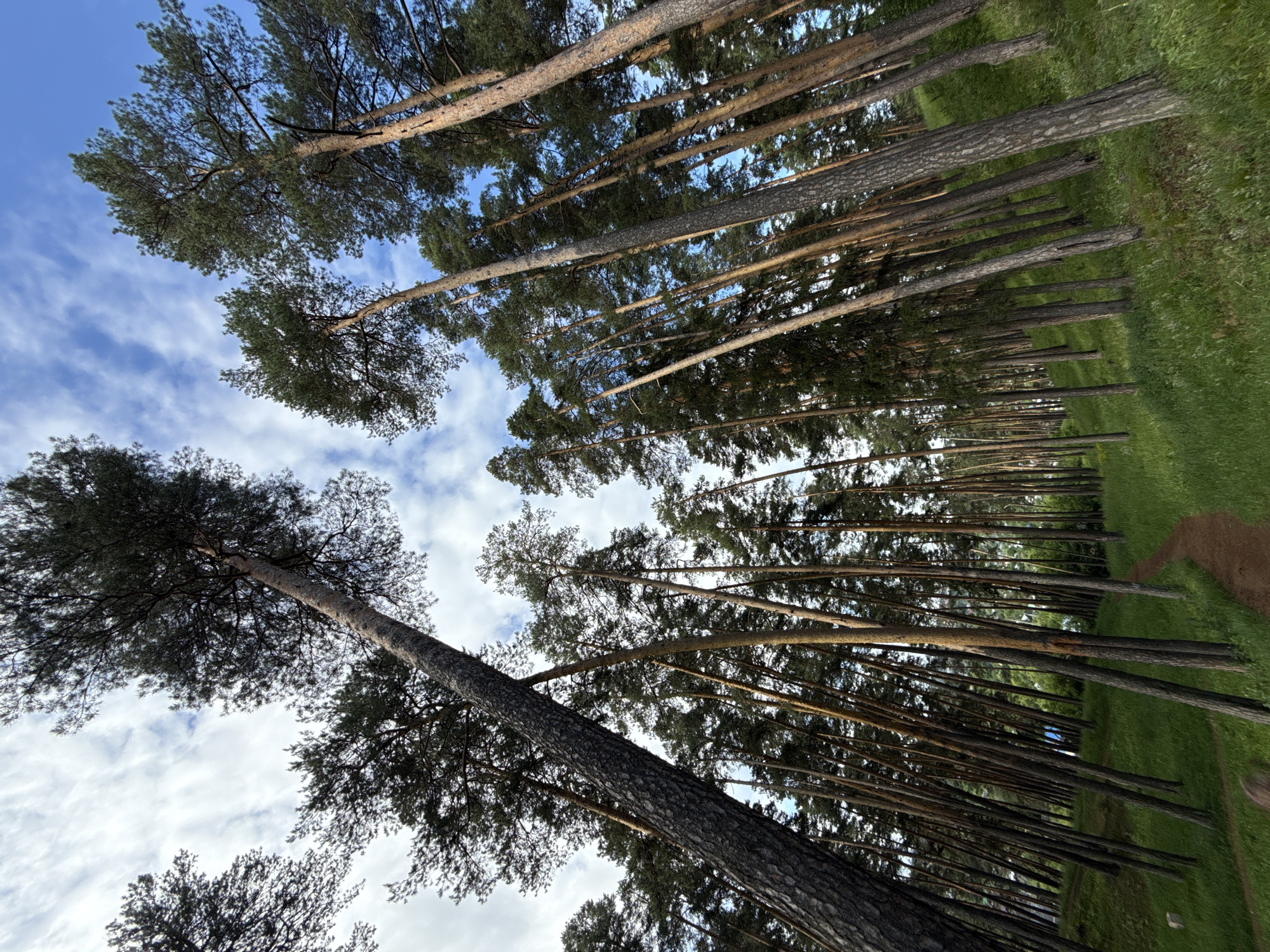 The image depicts a dense pine forest in the city of Sarapul, Russia, captured from a low-angle perspective looking upward. Numerous tall, slender pine trees with textured bark trunks dominate the scene, extending from the bottom of the frame towards a partially cloudy blue sky. The sky shows patches of clear blue and scattered white cumulus clouds.
The ground consists of a gently sloping, grassy terrain covered in vibrant green grass. A narrow, unpaved dirt path meanders through the forest in the lower half of the image, curving towards the right. Many tree trunks appear to lean or curve slightly, creating a dynamic visual effect, particularly in the middle and background. Natural sunlight illuminates parts of the tree trunks, suggesting a clear day. No explicit human figures are visible, although the presence of the path indicates human activity. A blurred, dark shape consistent with the top of a head is partially visible at the bottom center of the frame, suggesting a person may be just out of view or very low in the composition. In the distant background, between the trees, a faint, blurred blue shape is discernible, but its identity is indistinct.
