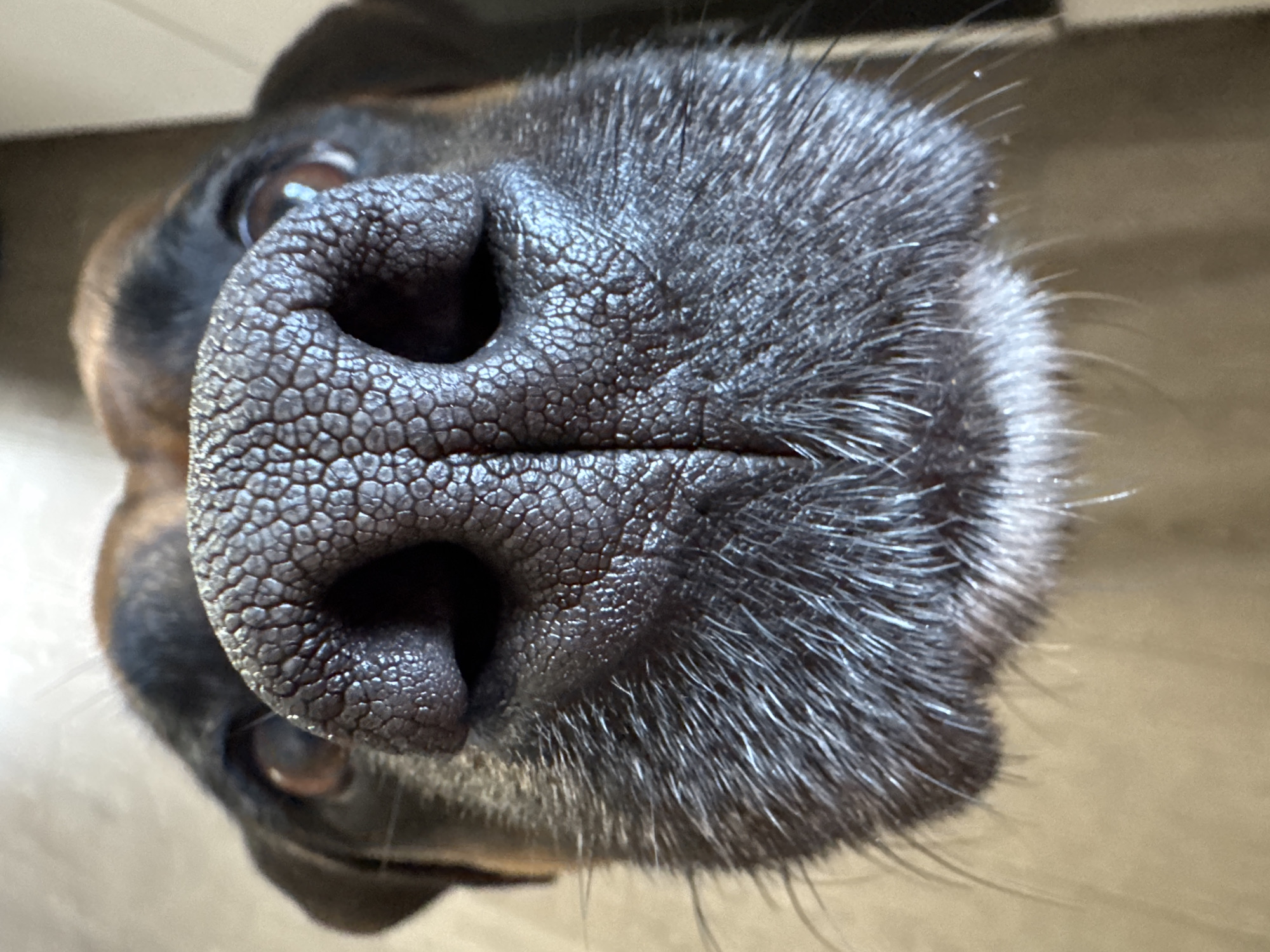A close-up, low-angle shot shows a dog's nose and snout. The dog's nose is dark, wet, and textured with a pattern of small, hexagonal shapes. The fur around the snout is short and bristly, with some longer whiskers extending outwards. The dog's eyes are partially visible in the upper corners of the frame, appearing brown and alert. The background is blurred, with hints of a light-colored wall or floor. There are no people or discernible objects from Chaikovsky, Russia present in the image.