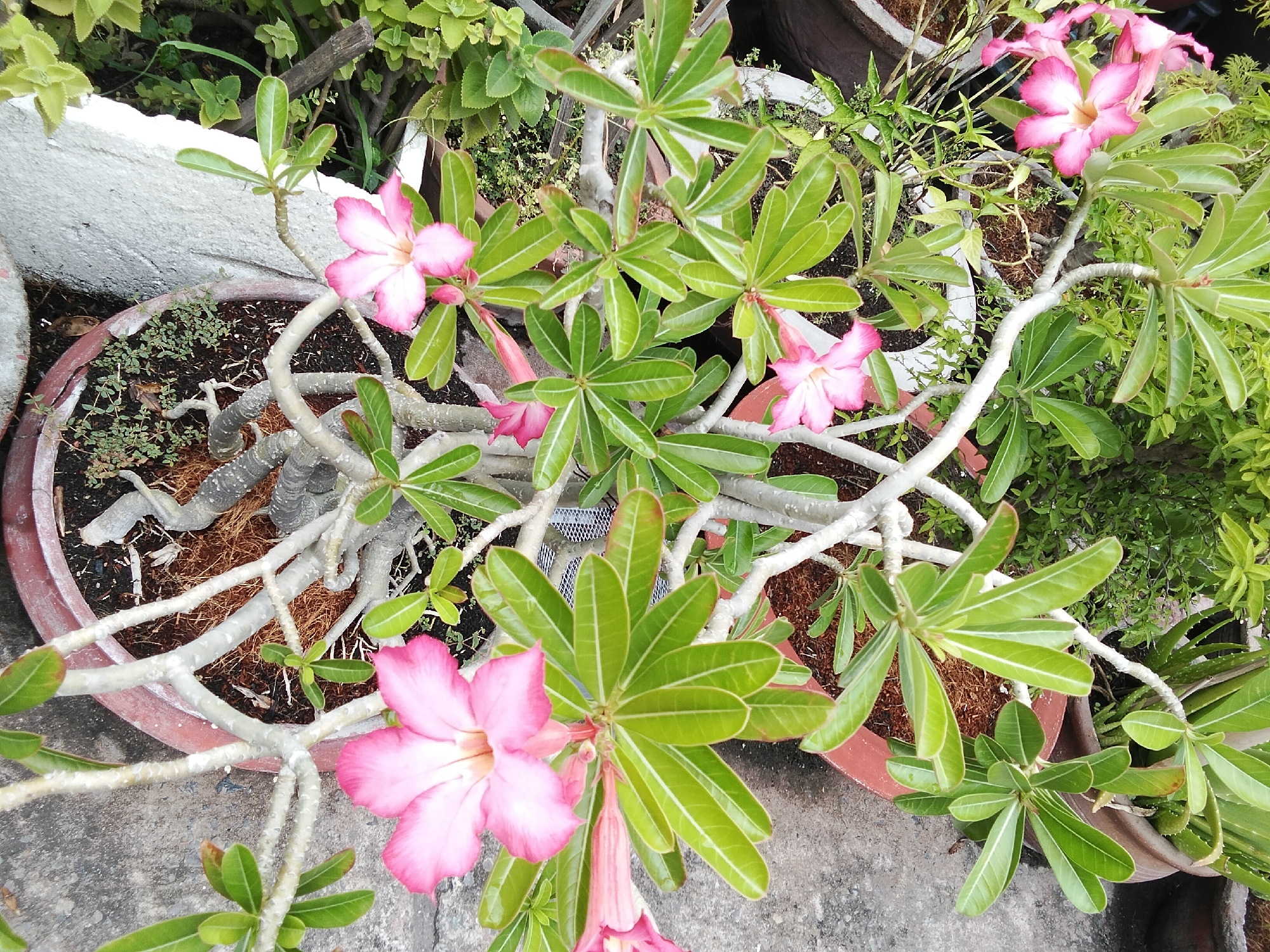 The image shows a close-up, overhead view of a potted desert rose plant with pink and white flowers. The plant has thick, pale branches and vibrant green, lance-shaped leaves. Several pink flowers, some fully open and others in bud, are visible. The plant is in a reddish-brown pot filled with dark soil and covered with a layer of brown fibrous material. To the left of the pot, a white-painted concrete structure is partially visible. The background consists of other potted plants and a gray concrete surface. The scene appears to be an outdoor setting, likely a garden or patio, in Phan Thiết, Vietnam. No people are present in the image.
