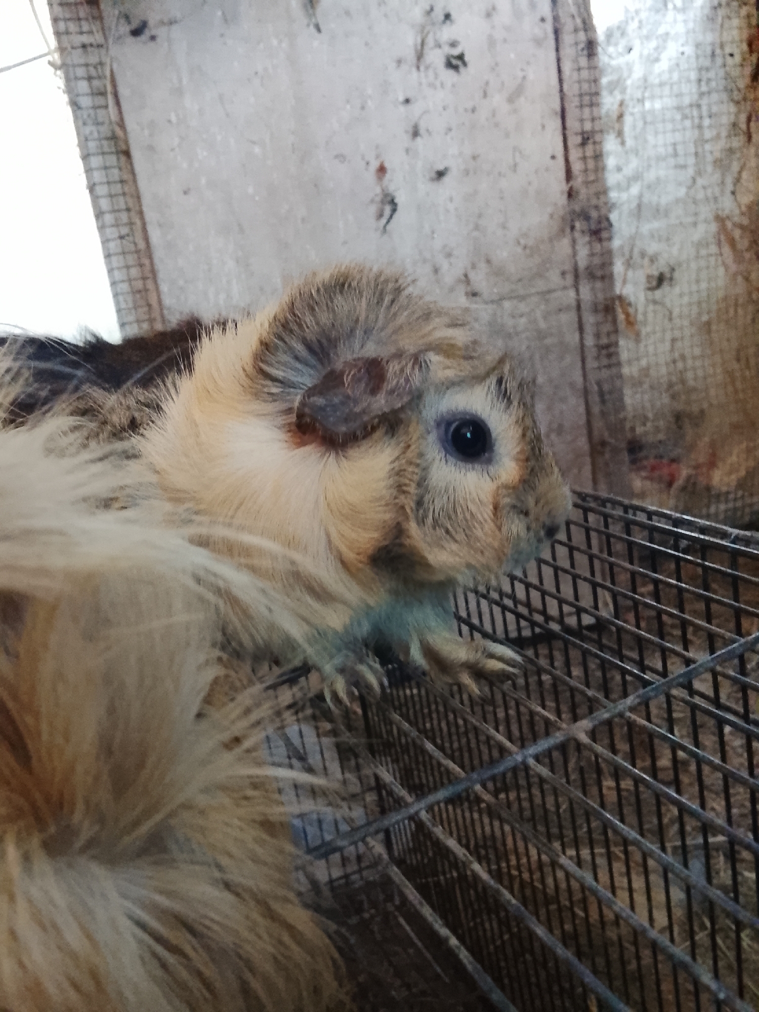 In Blang Cut, Indonesia, a guinea pig with tan and brown fur is pictured inside a wire cage. The guinea pig's eye is visible, and it appears to be looking towards the right side of the frame. The cage's metal bars are a prominent feature of the foreground. The background is dimly lit and appears to be a wall with a rough texture.