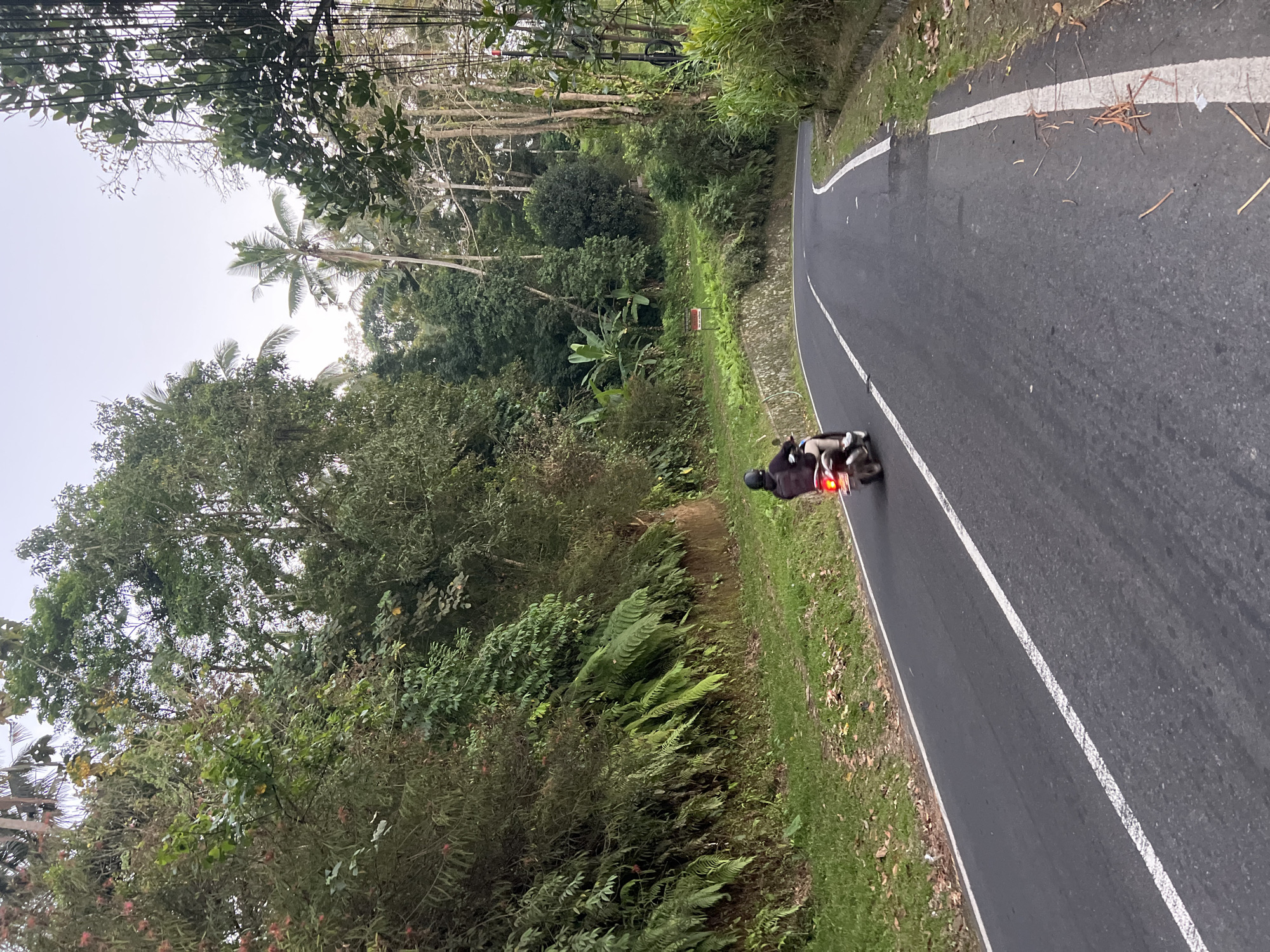 An overcast, day scene shows a paved road curving through a lush, green landscape. A single motorcyclist, viewed from behind, travels away from the viewer on the right side of the road, their red taillight illuminated. The road is marked with a solid white line on the right and a dashed white line on the left. The surrounding environment is dominated by dense vegetation, including various trees, ferns, and other plants. On the left side of the road, a steep embankment is covered in foliage. On the right, the road is bordered by a grassy verge and a low stone wall. In the distance, the road continues to curve, disappearing into the greenery. The overall impression is one of a rural or natural setting, possibly in a tropical or subtropical region. The image appears to be taken in the vicinity of Tembuku, Indonesia, given the lush tropical vegetation and the presence of a road winding through hills.