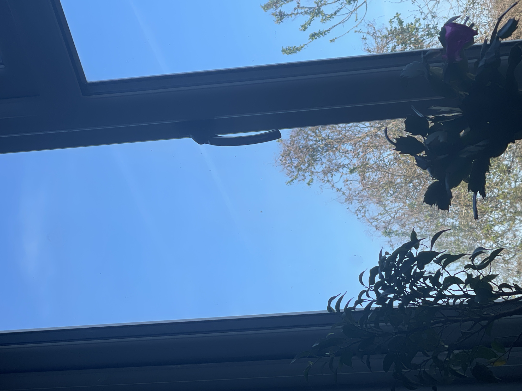 The view is from inside a building, looking out through a window with a gray frame. The sky is bright blue with some light clouds. Branches of trees are visible through the window, as well as two plants. One of the plants is darker and has one purple flower. The image was taken in Maidstone, United Kingdom.