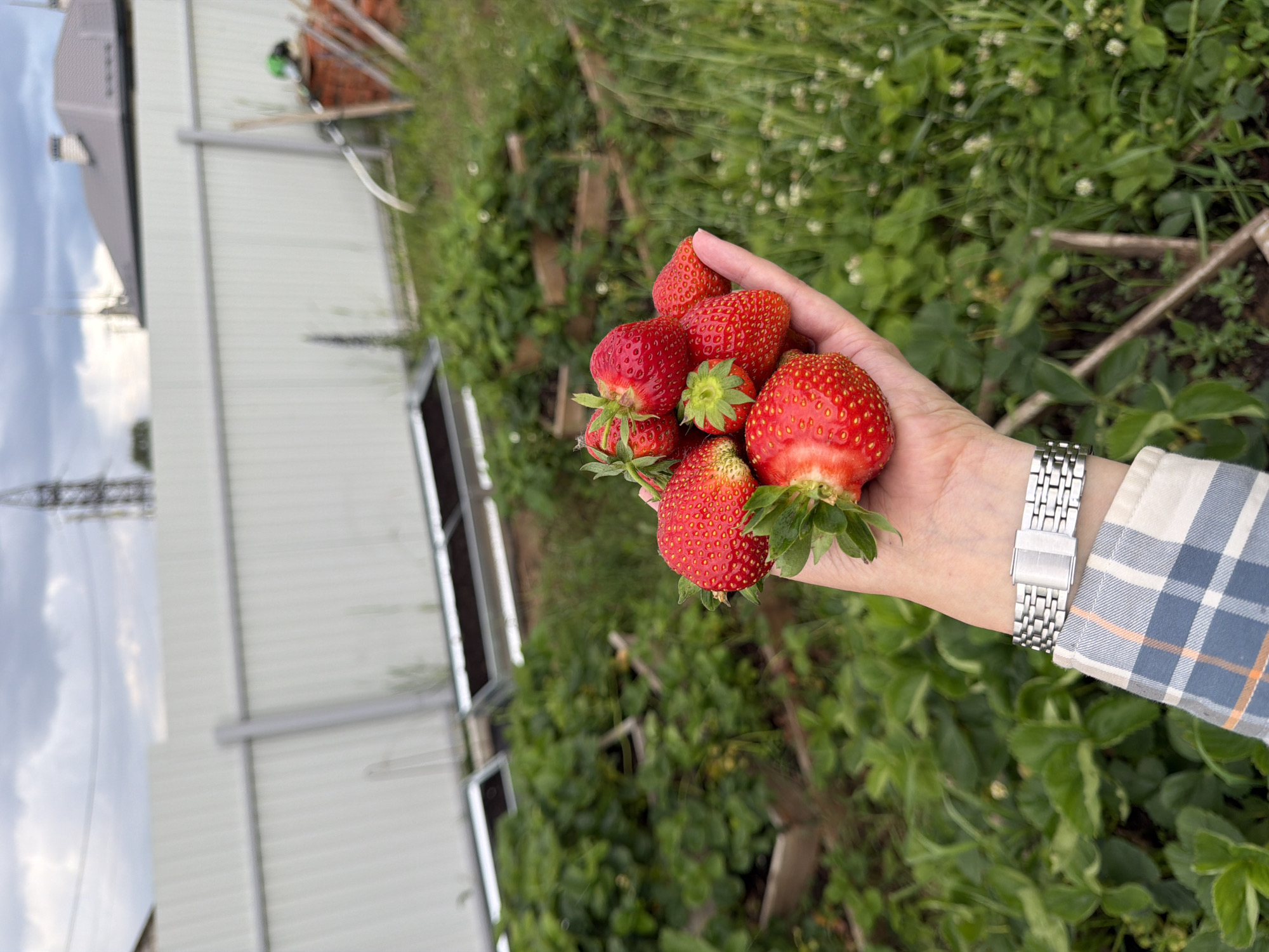 A close-up shot captures a person's hand, adorned with a silver-toned metal watch on their wrist, holding a cluster of ripe, red strawberries. The hand is positioned in the foreground, with the strawberries forming the main subject. In the background, a garden scene unfolds with rows of green strawberry plants and raised garden beds. A white corrugated fence runs across the mid-ground, and beyond that, a residential building with a grey roof is visible. The sky above is overcast with a grey, cloudy appearance. The image appears to be taken outdoors in a rural or suburban setting. There are no specific indicators within the image that allow for a precise determination of the location in Chaikovsky, Russia.