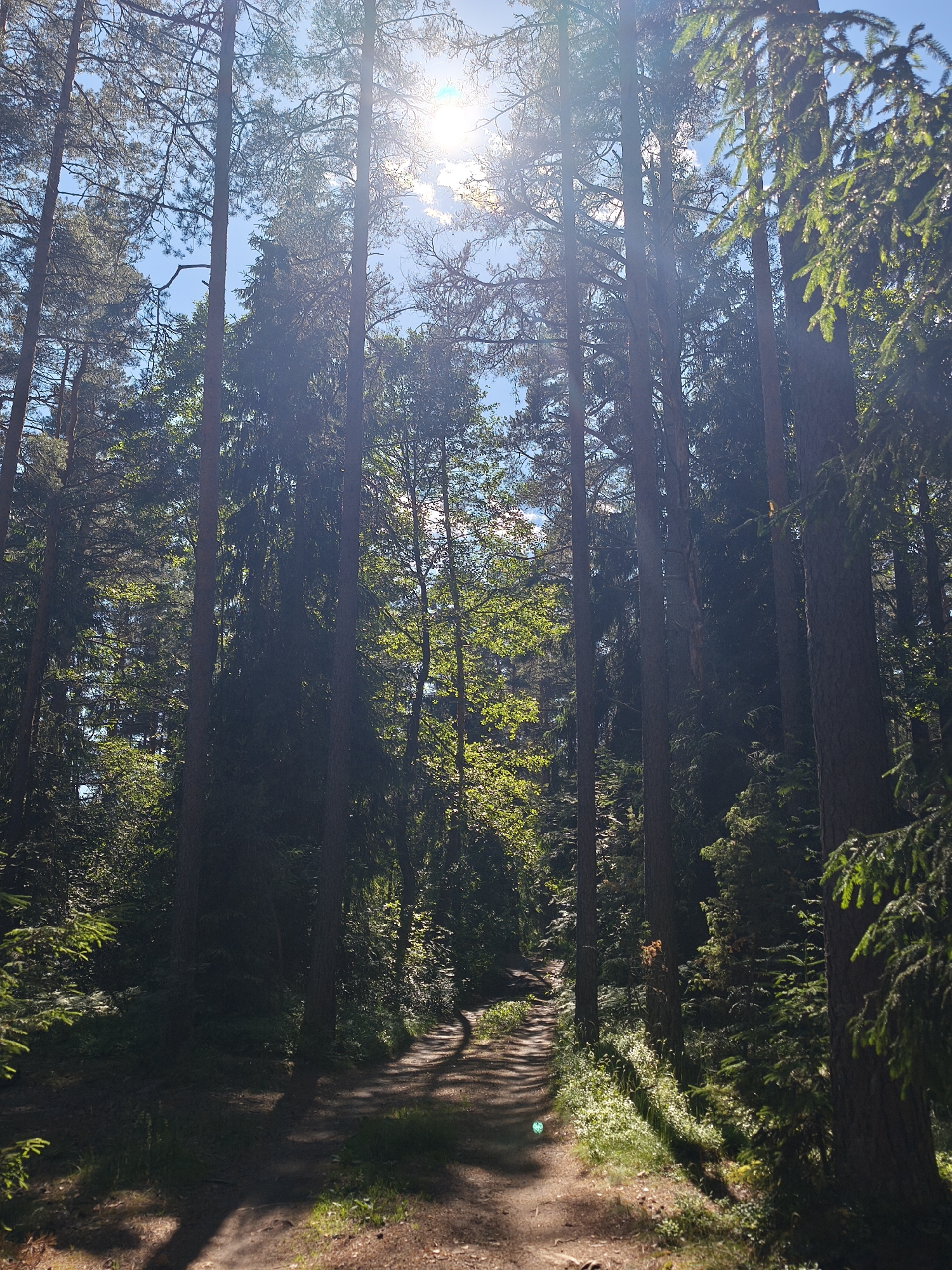 The image depicts a sun-dappled forest path in Zelenaya Roshcha, Russia. Tall, slender pine trees dominate the scene, with their dense green foliage creating a canopy overhead. The sun shines brightly through the trees, casting long shadows on the dirt path and illuminating patches of green undergrowth. The path appears to curve and wind through the forest, inviting exploration. The overall mood is serene and peaceful, evoking a sense of being immersed in nature. The time of day appears to be late morning or early afternoon, given the angle of the sun and the intensity of the light. The weather seems to be clear and pleasant, ideal for a walk in the woods. No people, objects, or text are visible in the image.