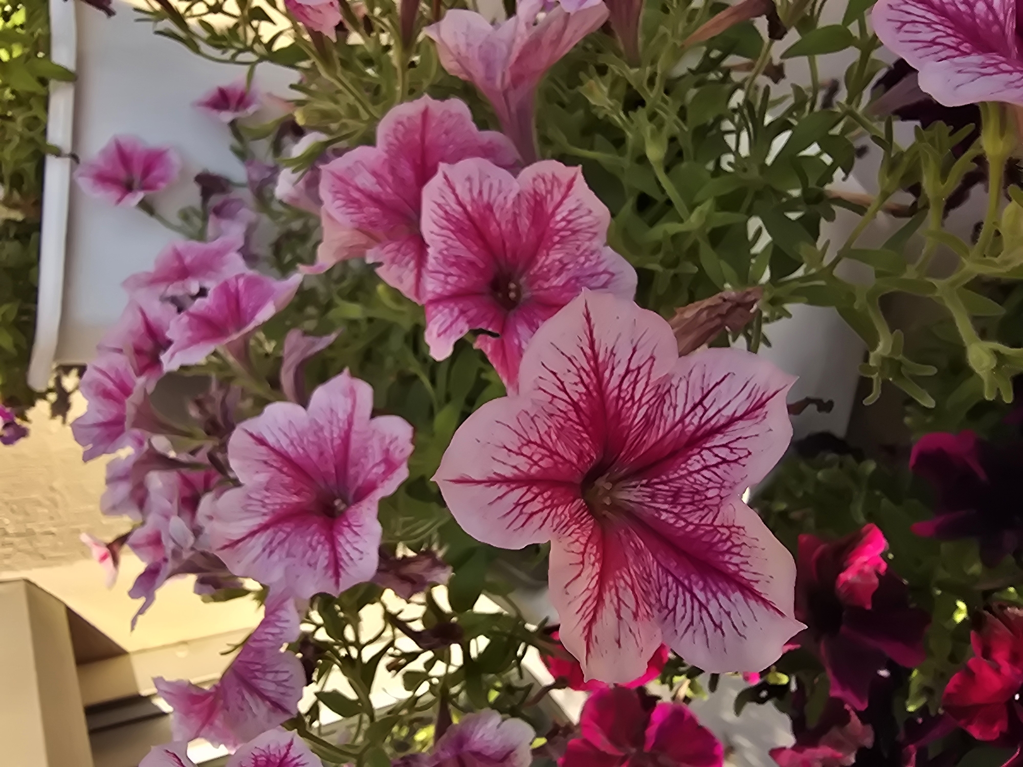 A close-up, vertical, eye-level shot focuses on a cluster of pink petunias in a white planter. The flowers exhibit vibrant pink veins radiating from their centers against lighter pink petals. Some petunias are in full bloom, while others are partially open or in bud. The planter is positioned outdoors, with hints of a building facade and railing in the background, suggesting an urban or suburban setting, potentially in Sofiivska Borshchahivka, Ukraine. The lighting is natural, casting soft shadows and highlighting the intricate details of the petals and foliage. The overall scene is one of natural beauty and floral abundance.