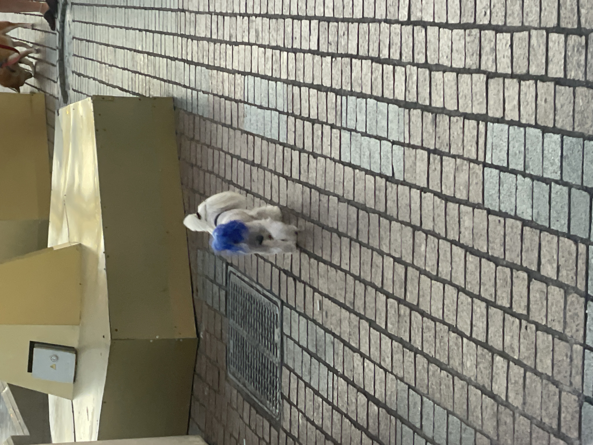 The image shows a dog with blue-dyed fur on its head walking on a tiled surface. In the background, there is a light-colored geometric structure and another dog with a red collar is visible. The scene appears to be outdoors in an urban setting.