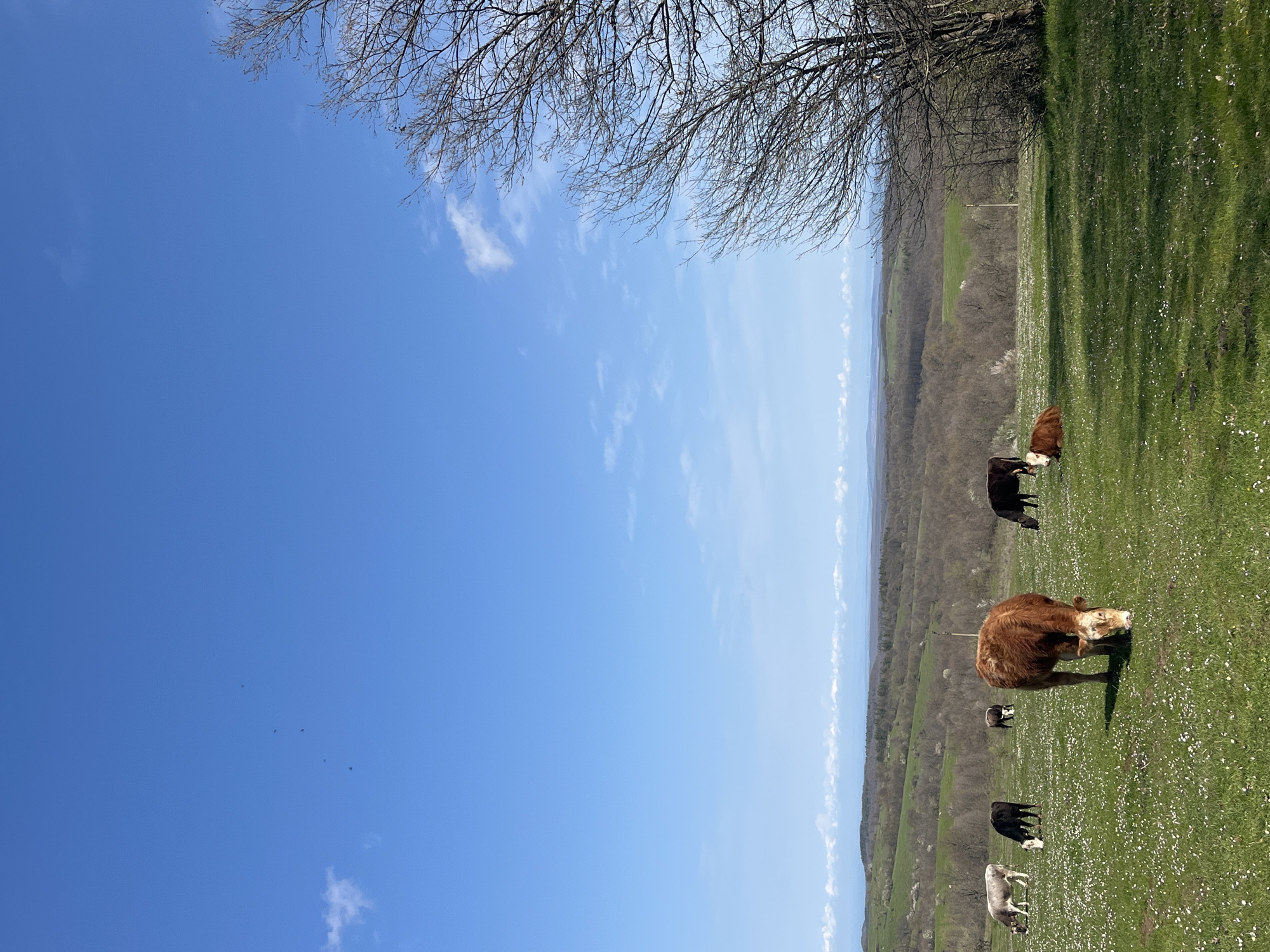 The image depicts a pasture with several cattle grazing. The sky is blue with scattered clouds. A tree line is visible in the background. The location is not discernable from the image content.