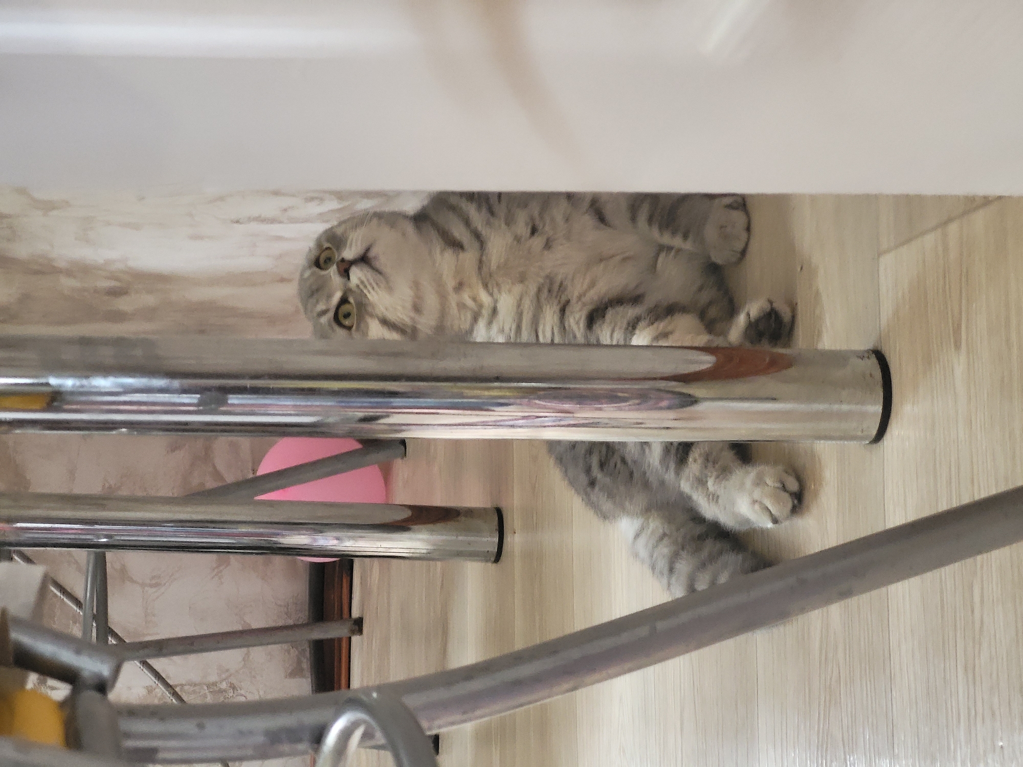 A light grey tabby cat lies on its side on a light wooden floor. The cat is positioned partially under a metal-legged structure, possibly a table or chair, with its head near a wall. A pink balloon is visible between the metal legs. The location is Зипуново, Russia.