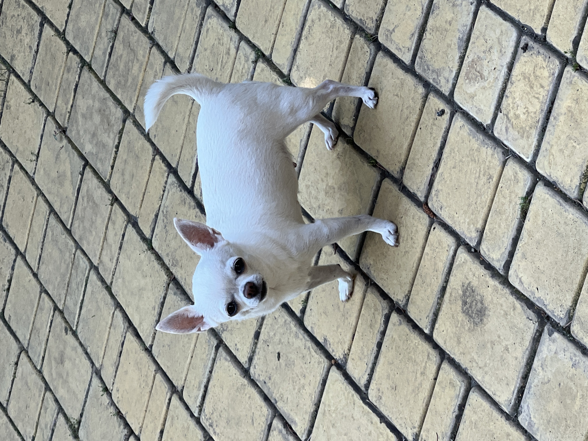 A small, white Chihuahua dog stands on a paved surface composed of rectangular, yellow-toned stone blocks arranged in a grid pattern. The dog is facing the camera with its head slightly tilted to its left. It has large, erect ears, dark eyes, and a pinkish-brown nose. Its tail is curved upwards and slightly to the right. The paved area shows some dirt and small green sprouts growing in the gaps between the stones. The image was taken outdoors, likely in a residential or public outdoor space, given the paving. The context of Fontanka, Ukraine is not visually present in the image itself.