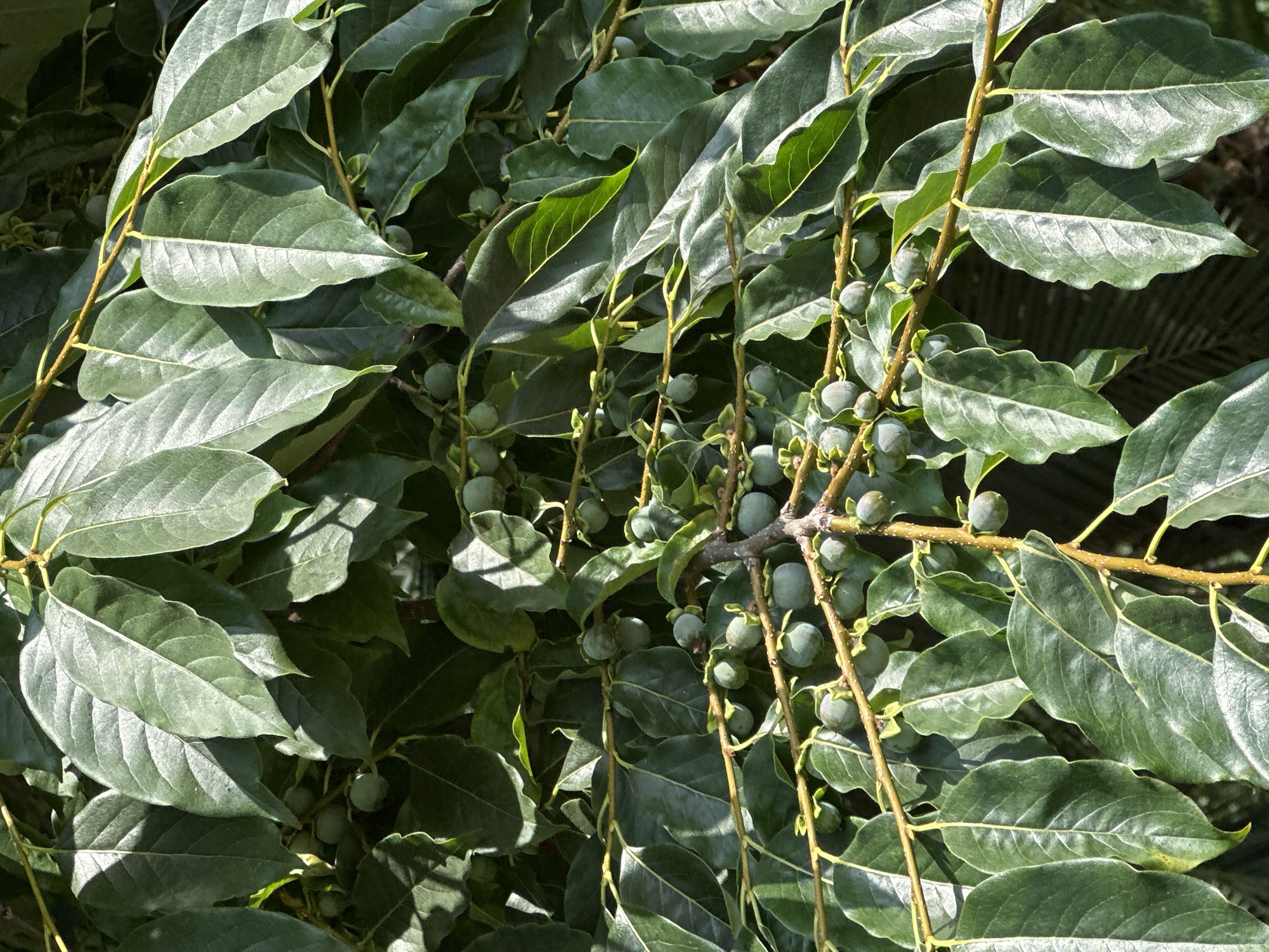 The image shows a close-up view of a tree branch laden with numerous small, green, undeveloped fruits and large, dark green, ovate leaves. The fruits are round and appear to be growing in clusters along the branch. Sunlight highlights the veins on the leaves and casts shadows, creating a textured effect. The overall impression is of a lush, verdant tree in an outdoor setting. There are no people or man-made structures visible in the image, and the background is a blur of dark green foliage, suggesting a dense tree canopy. The image does not contain any specific geographical markers that would indicate its location in the city of Sochi, Russia.